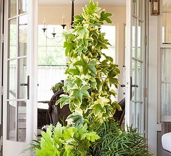 Angyo Star Fatshedera (3 Gallon) Evergreen Vine with Variegated Green and White Foliage - Part Sun to Shade Live Outdoor Plant - Southern Living Plant Collection