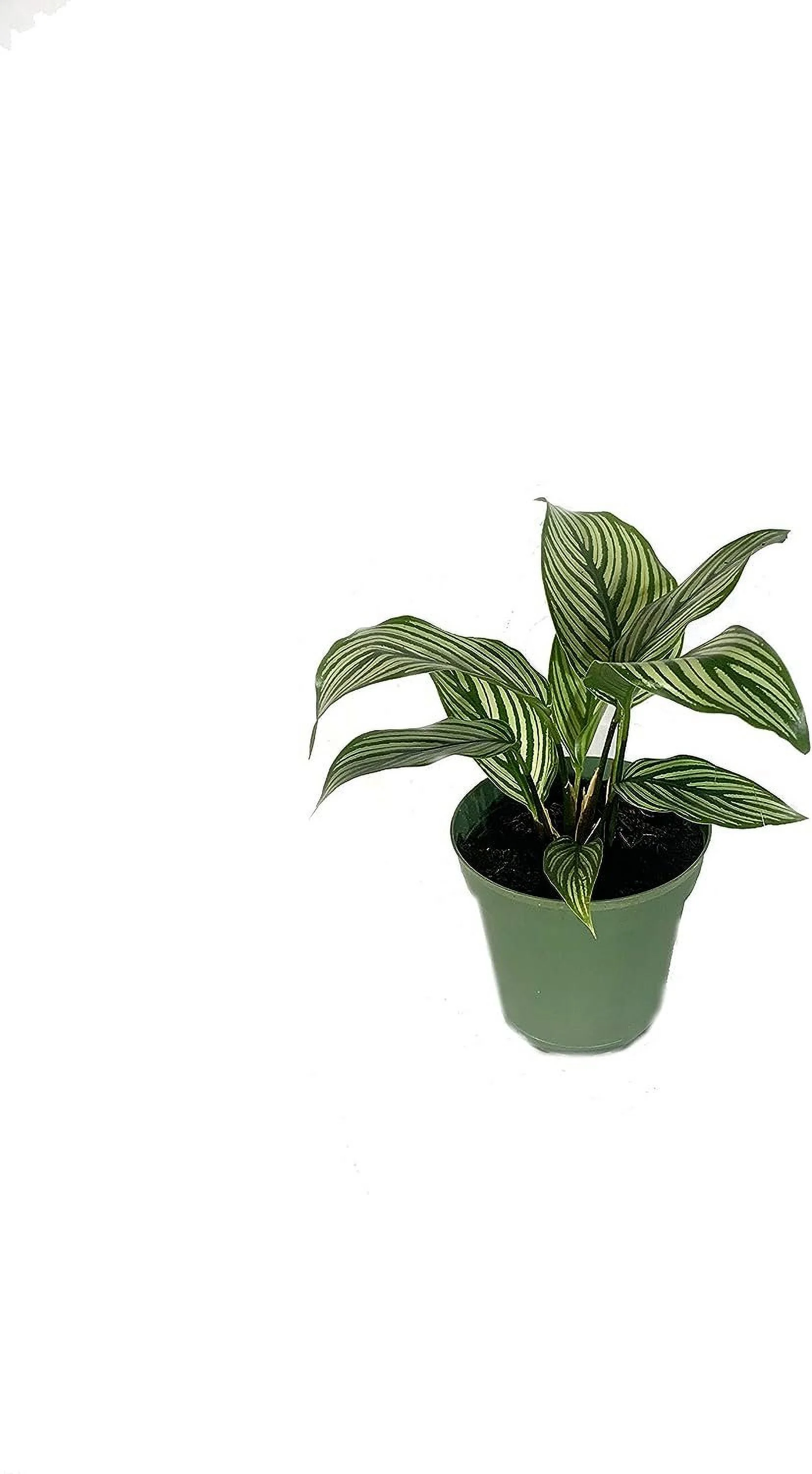 Calathea Indoor Houseplant Multi-Pack - 3 Live Plants in 4 Inch Pots - Growers Choice Based on Health, Beauty and Season - Beautiful Easy to Grow Air Purifying Indoor Plants