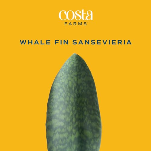 Costa Farms Live Indoor and Outdoor Plants