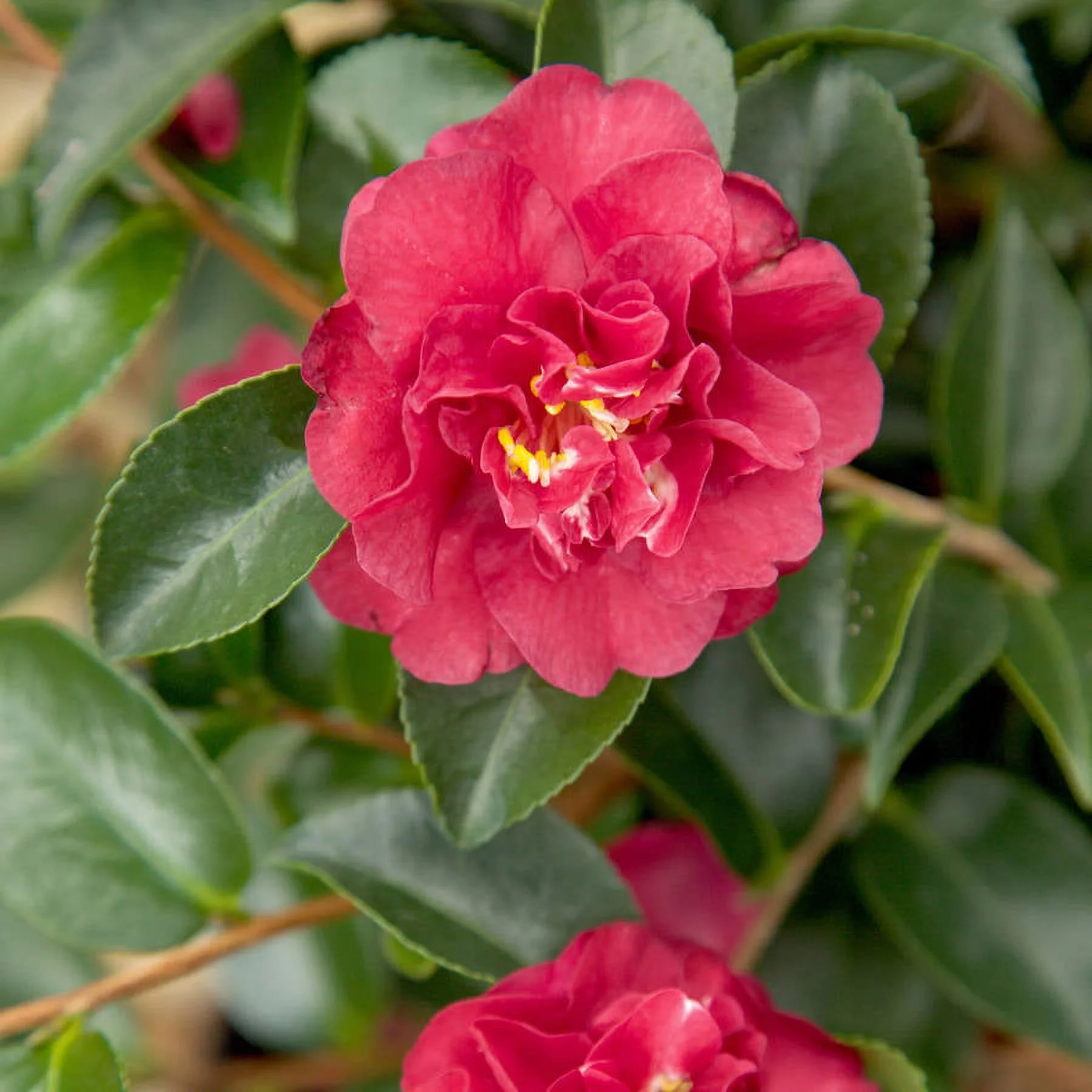 October Magic Ruby Camellia (2.5 Quart) Flowering Evergreen Shrub with Red Blooms