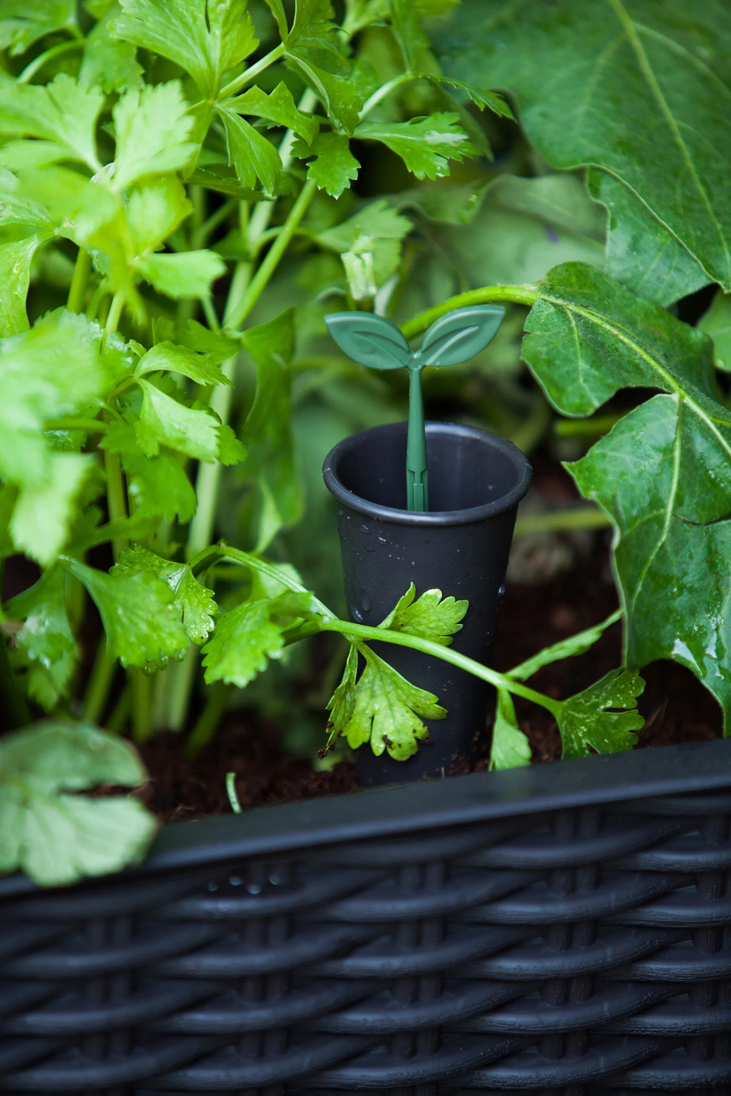 Keter Easy Grow Elevated Garden Bed, Anthracite