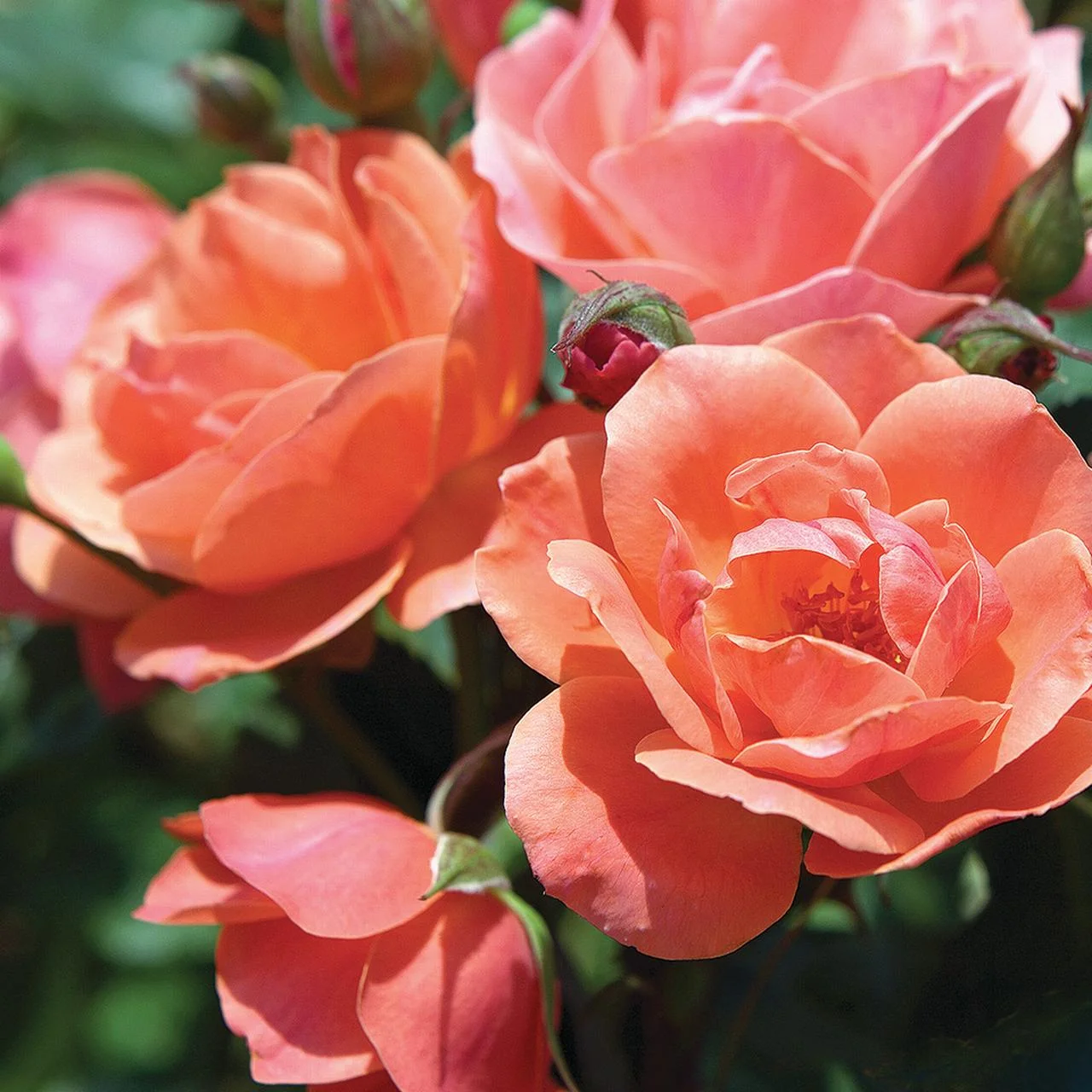 The Coral Knock Rose Tree Form with Brick Orange Fading to Coral Flowers (3 Gallon)