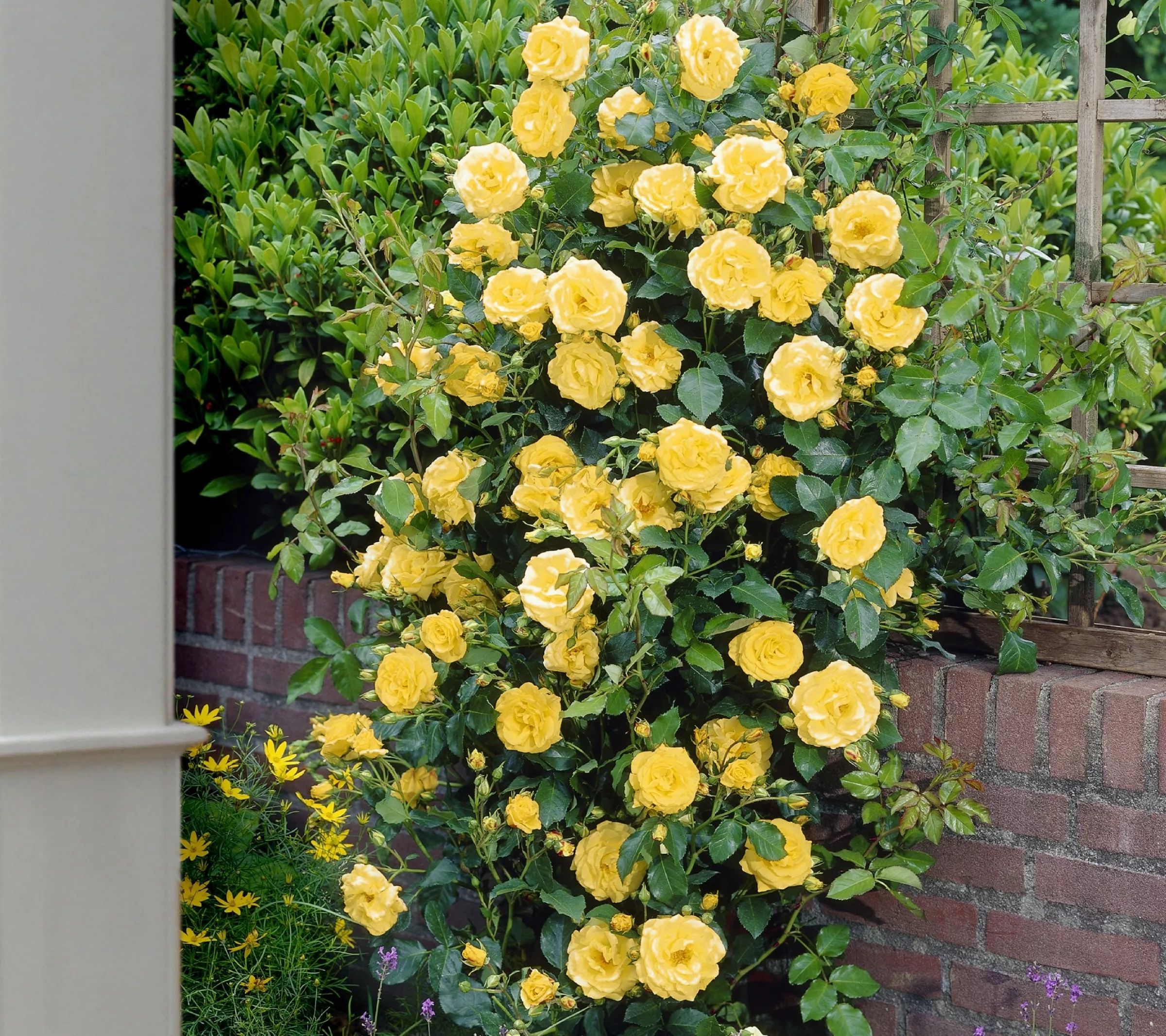 Bareroot Royal Gold Climbing Rose Live Shrub with Full Sun- 2 Piece