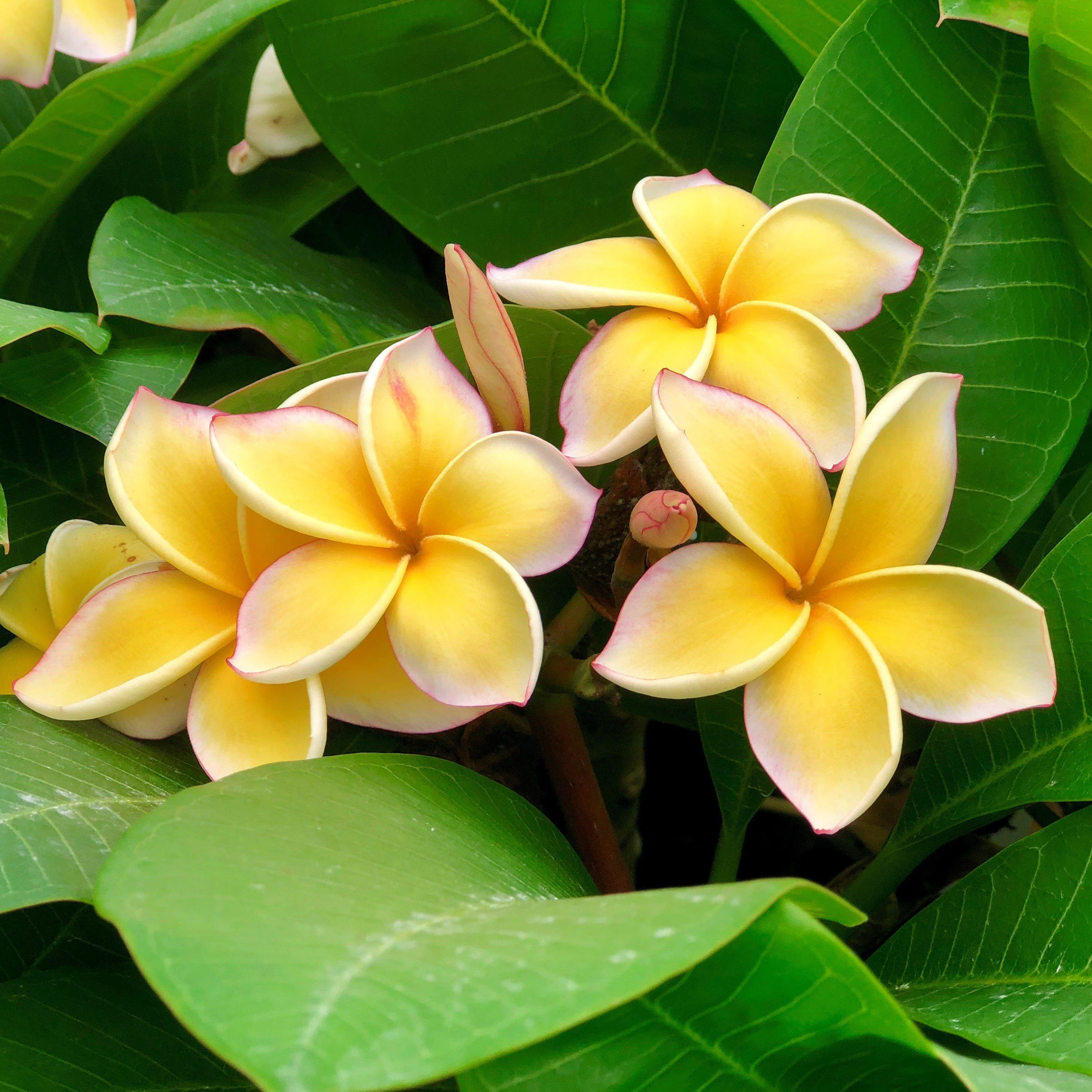 Yellow Live Plumeria Frangipani Plant Cutting 1 Pk (8