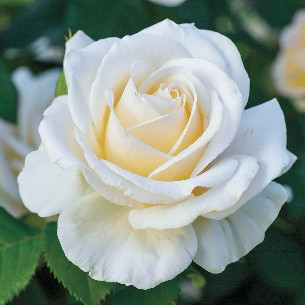 Heirloom Roses White Rose Bush - Easy Spirit™ Floribunda Rose Plant - Live White Roses Plants