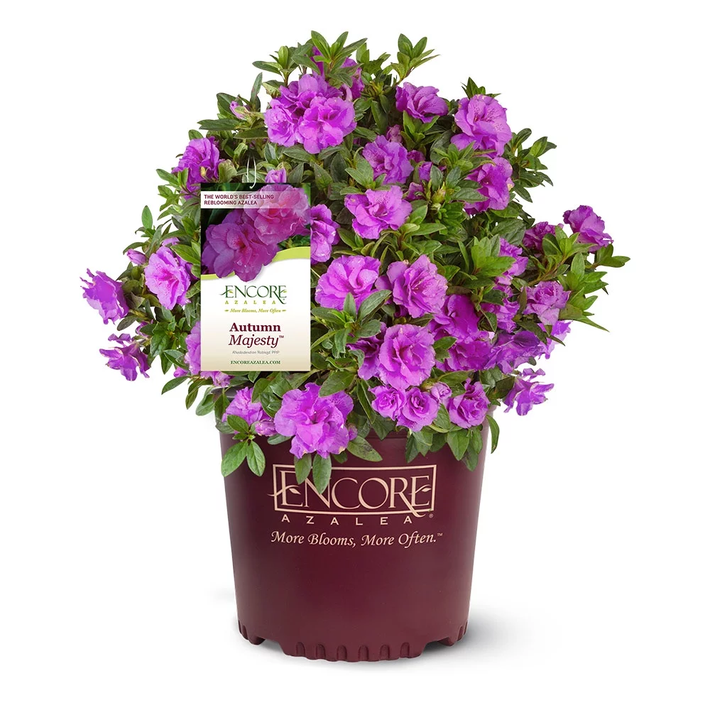 Encore Azalea Autumn Majesty (1 Gallon) Shrub with Purple Ruffled Blooms - Full Sun Live Outdoor Plant