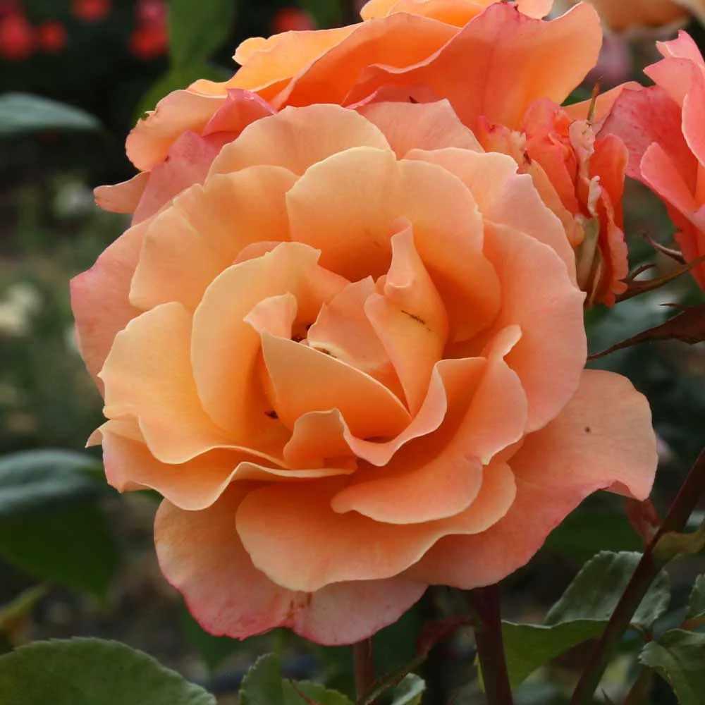 Heirloom Roses - Royal Pageant™ English Legend Rose Plant - Roses Live Plant