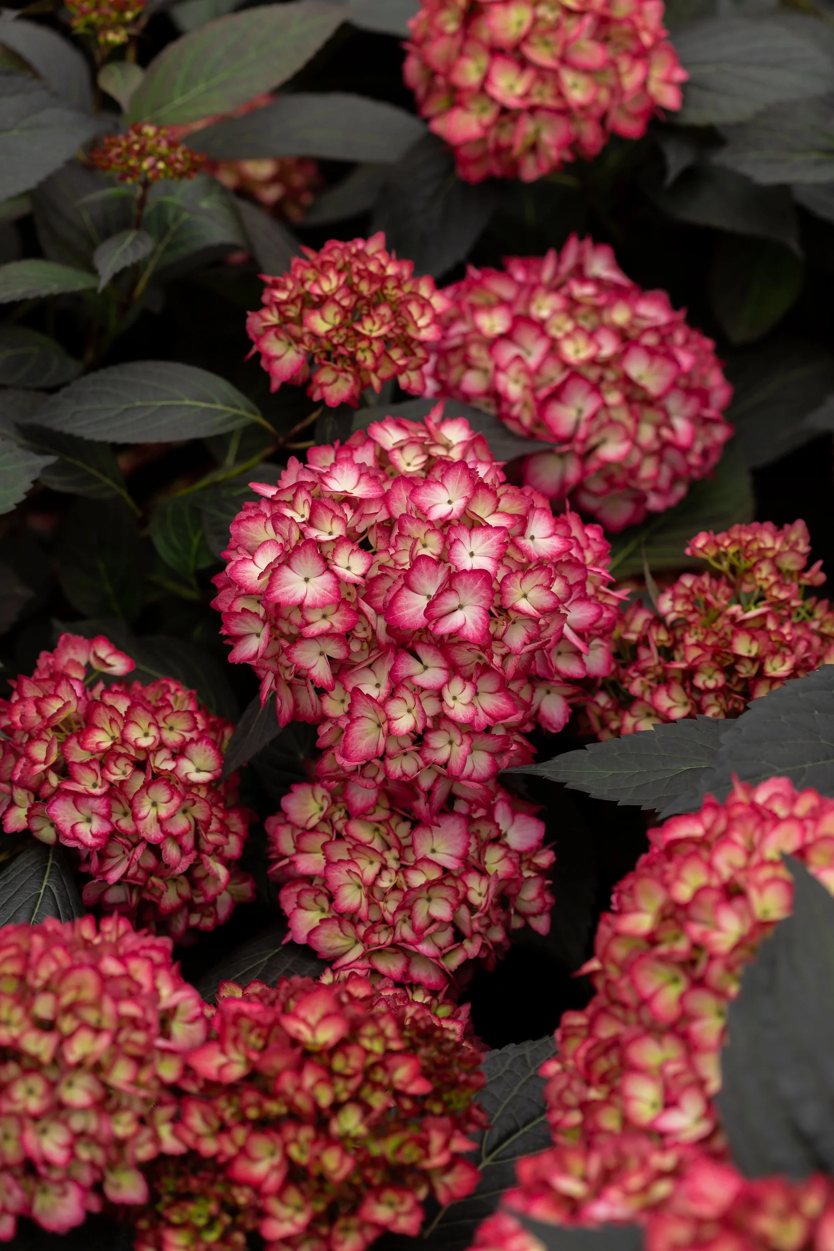 Eclipse® Bigleaf Hydrangea