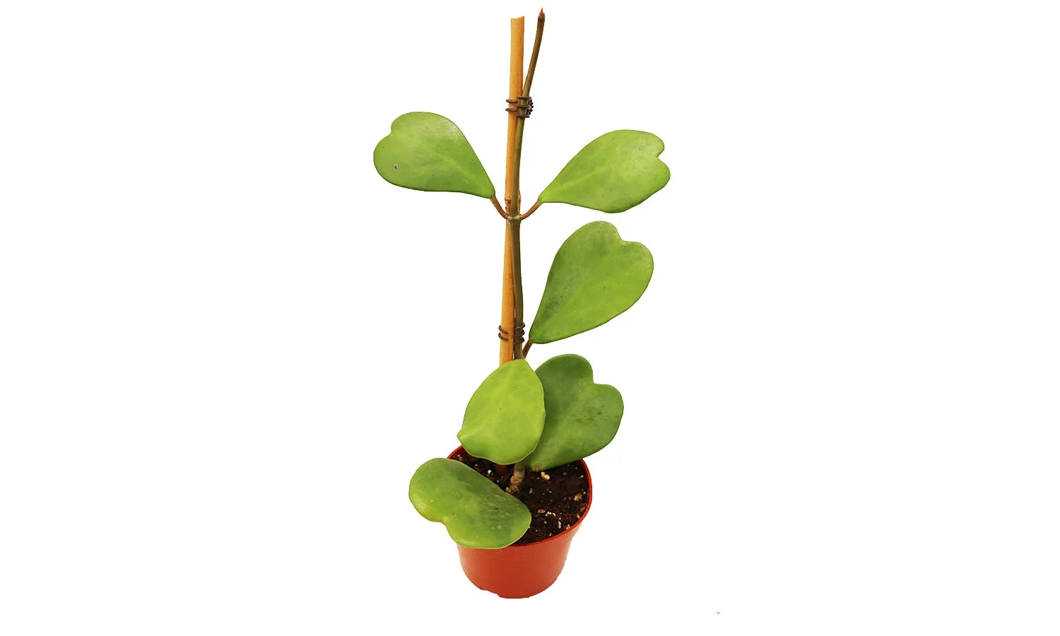 California Tropicals Hoya Kerrii Tall Heart-Shaped Live Houseplant- Unique Indoor House Plant, Perfect for Home Decor, Gifts, Garden, Gardening, Small Pot - Real Pants for Office
