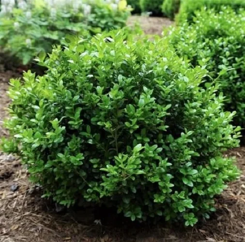 Little Missy Dwarf Boxwood - Live Plant ( 1 QT ) - Evergreen - Full Sun