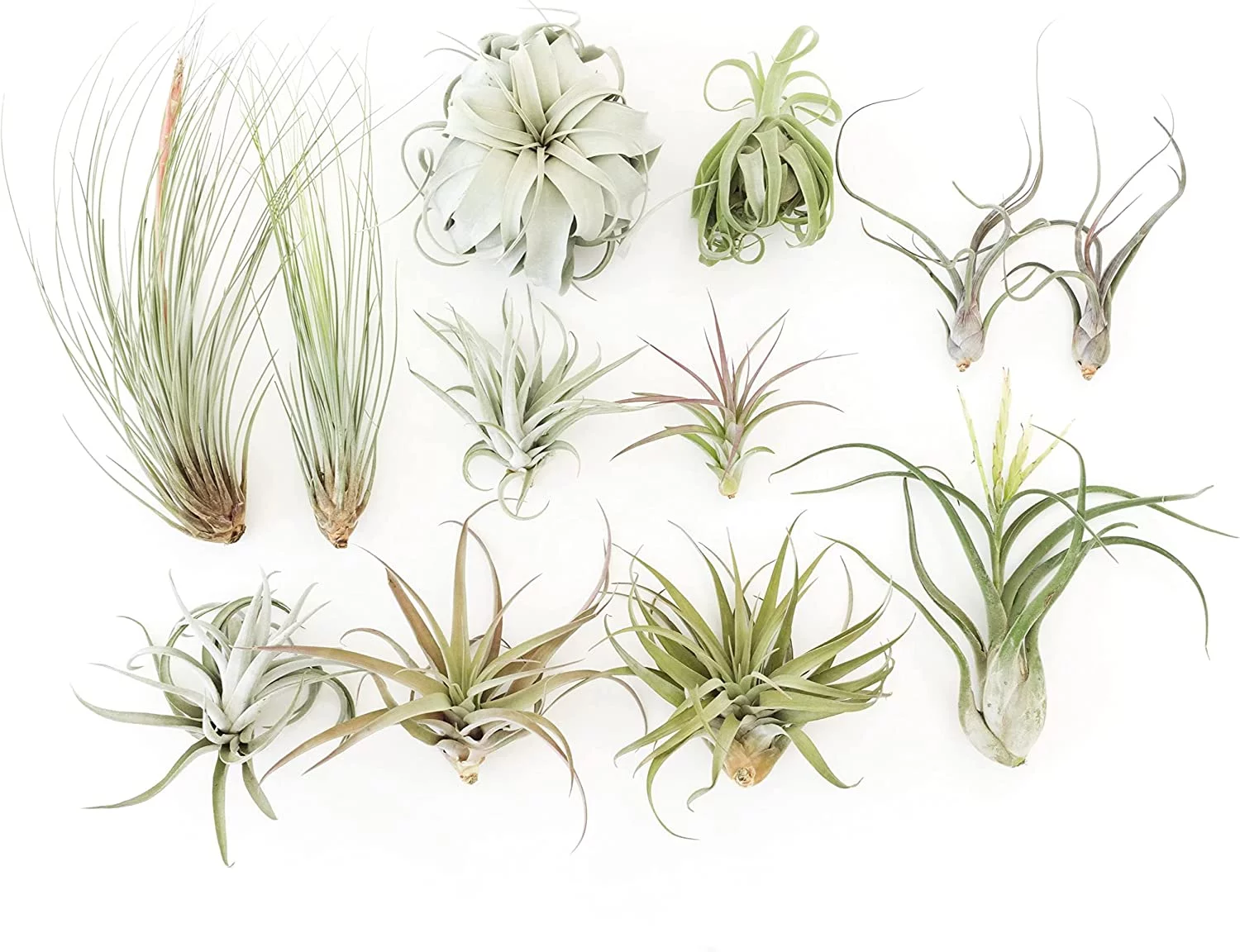 Air plant shop Tillandsia Jumbo Variety Pack air Plants- Wholesale and Bulk - Succulents - Live Tillandsia - Easy Care Indoor and Outdoor House Plants (Pack of 10)