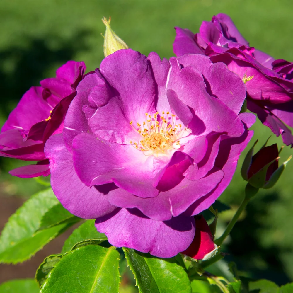 Heirloom Roses Purple Lavender Roses - Rhapsody In Blue Shrub Rose Bush - Live Purple Plants