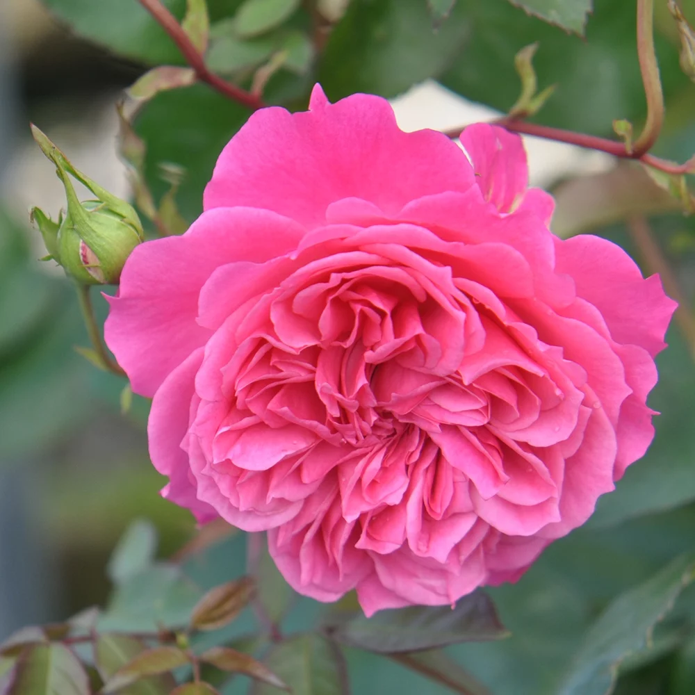 Heirloom Roses Pink Rose Plant - Flamenco Rosita Shrub Rose Bush