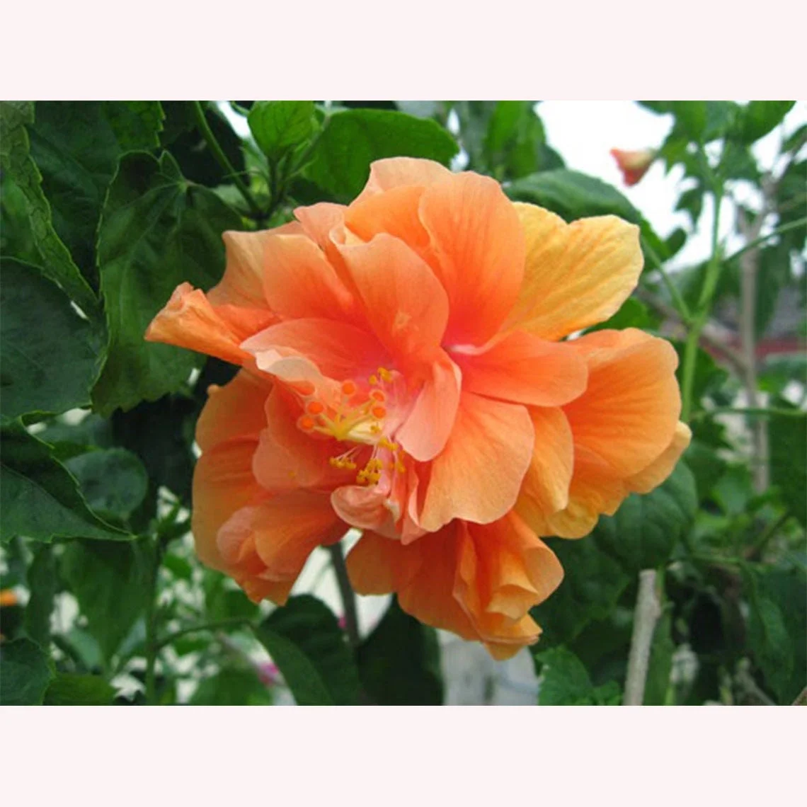 American Plant Exchange Hibiscus Double Peach Bloom, Large Tropical Live Plant, 10-Inch Pot, Landscape & Houseplant W/ Direct Light