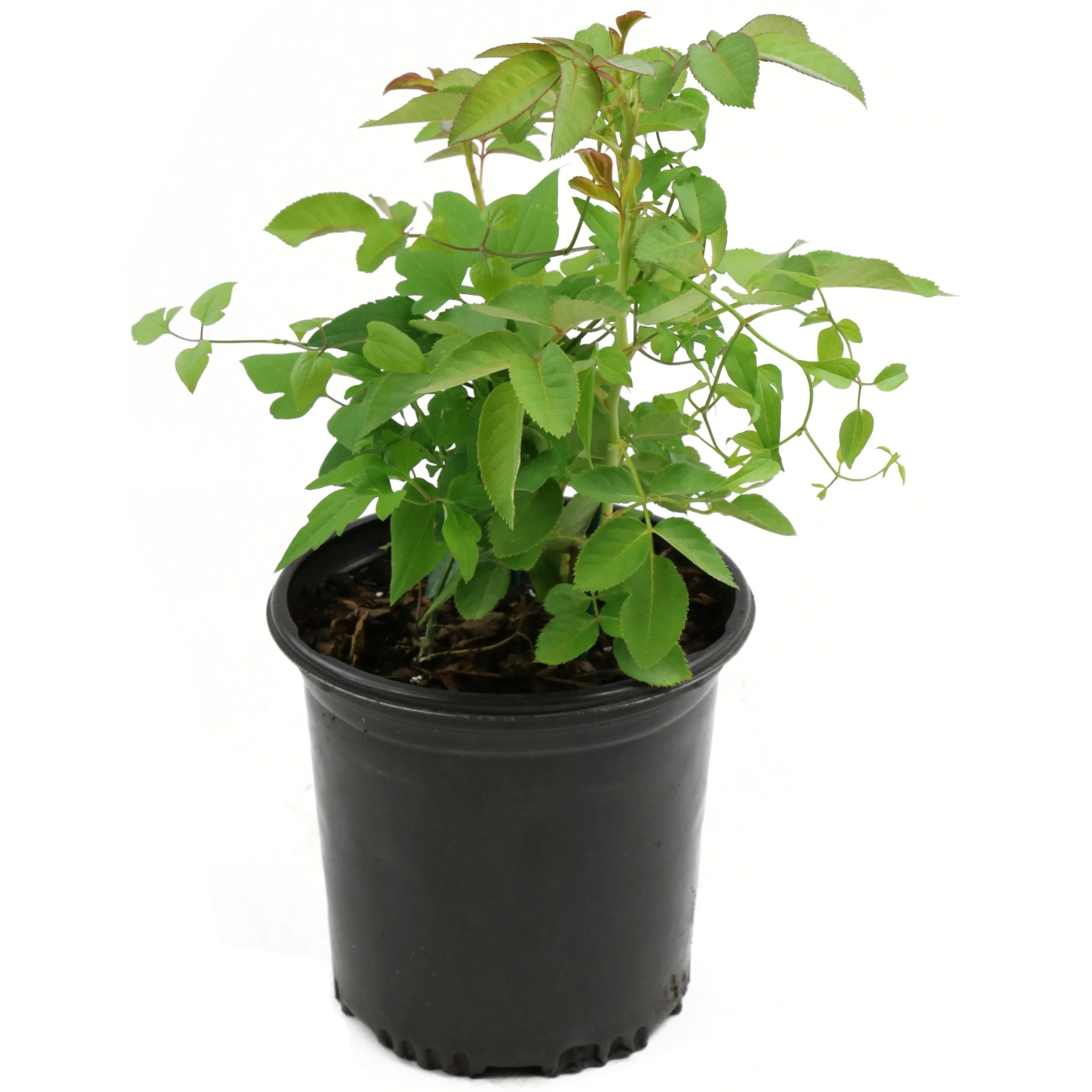 1 qt. Clematis Nelly Moser Perennial Plant with Striped Pink Flowers