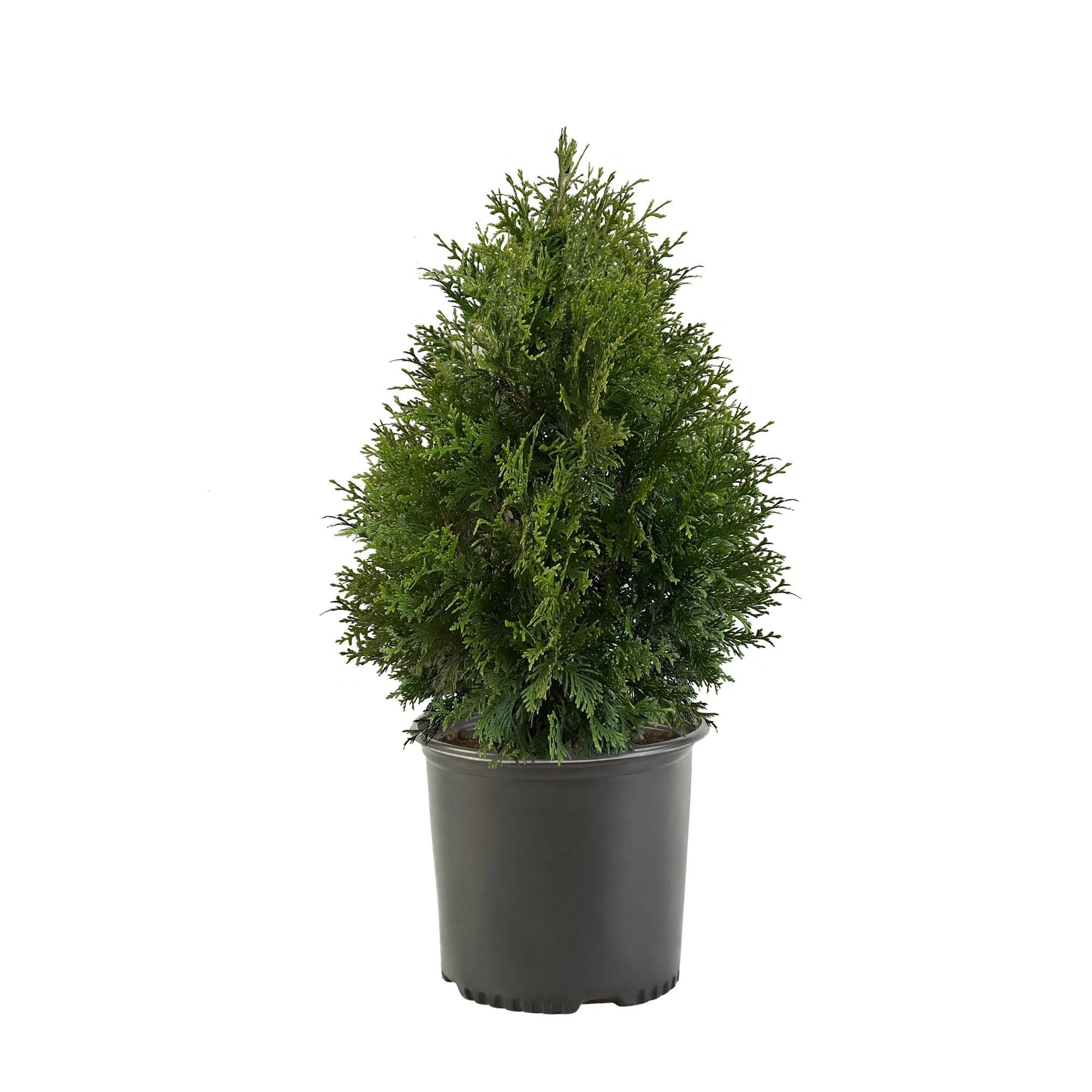 Green Giant Arborvitae Live Shrub (7 Gallon)