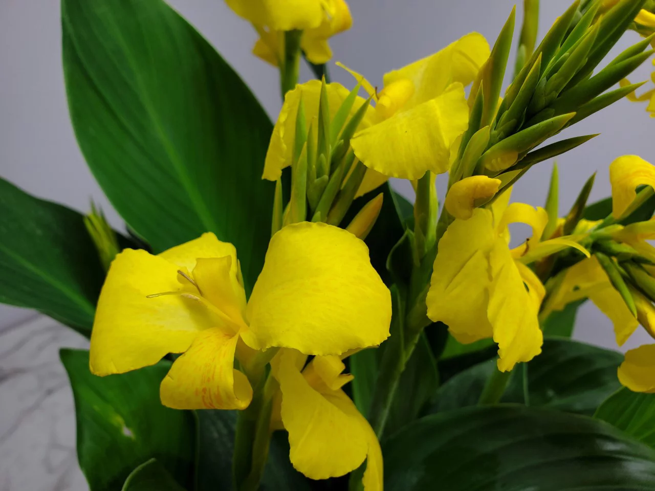 Tropical Plants of Florida 18