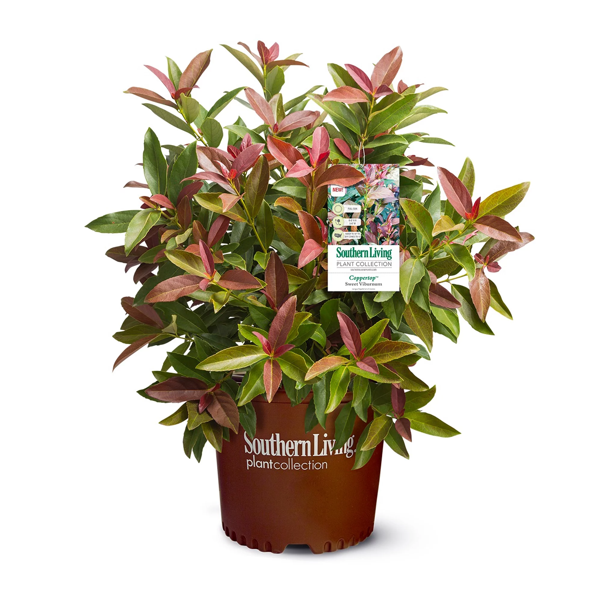 Southern Living Plant Collection Viburnum Copper Top Live Shrub (2 Gallon)