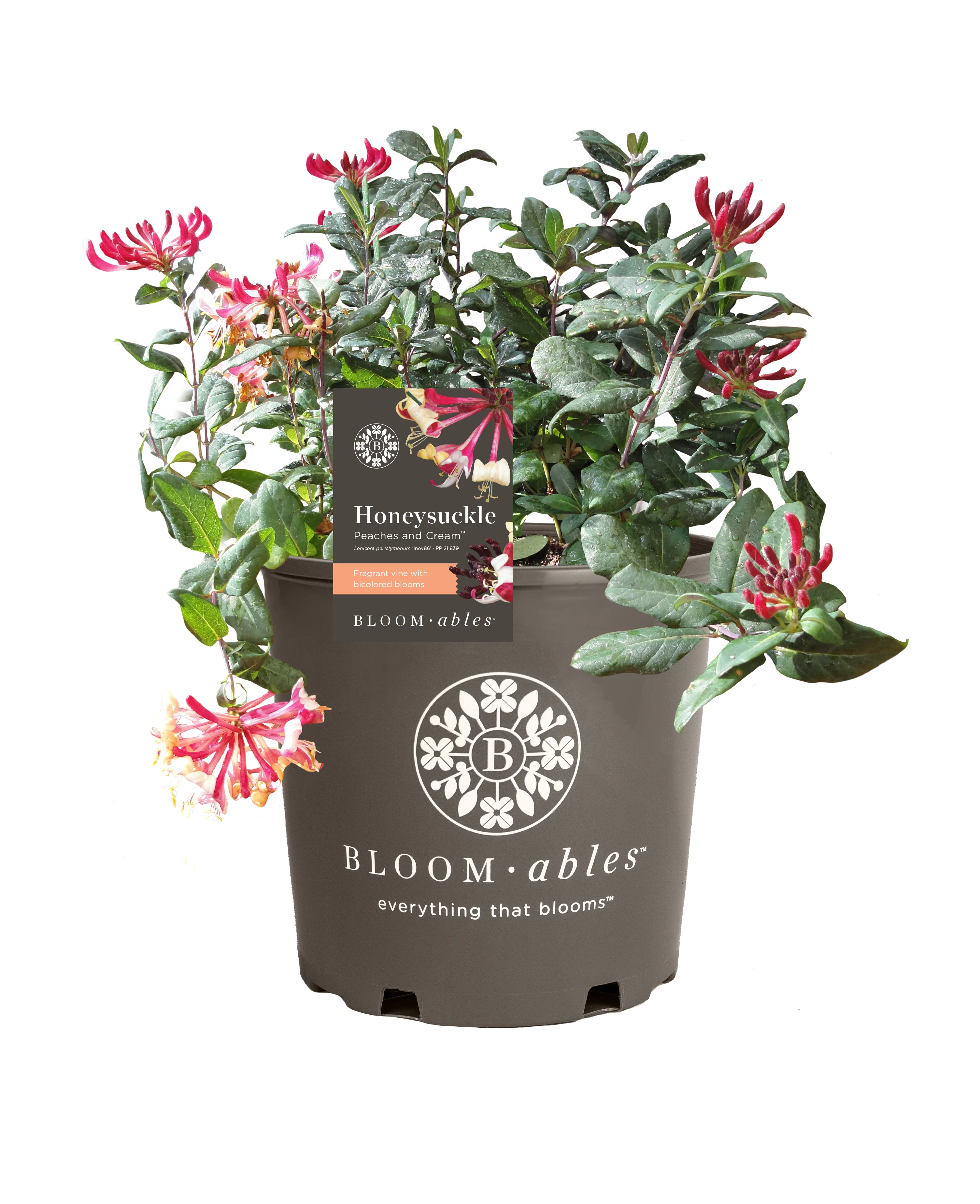 Bloomables® 2.25 gal Peaches and Cream ™ Honeysuckle Live Shrub with Full Sun - 1 Piece