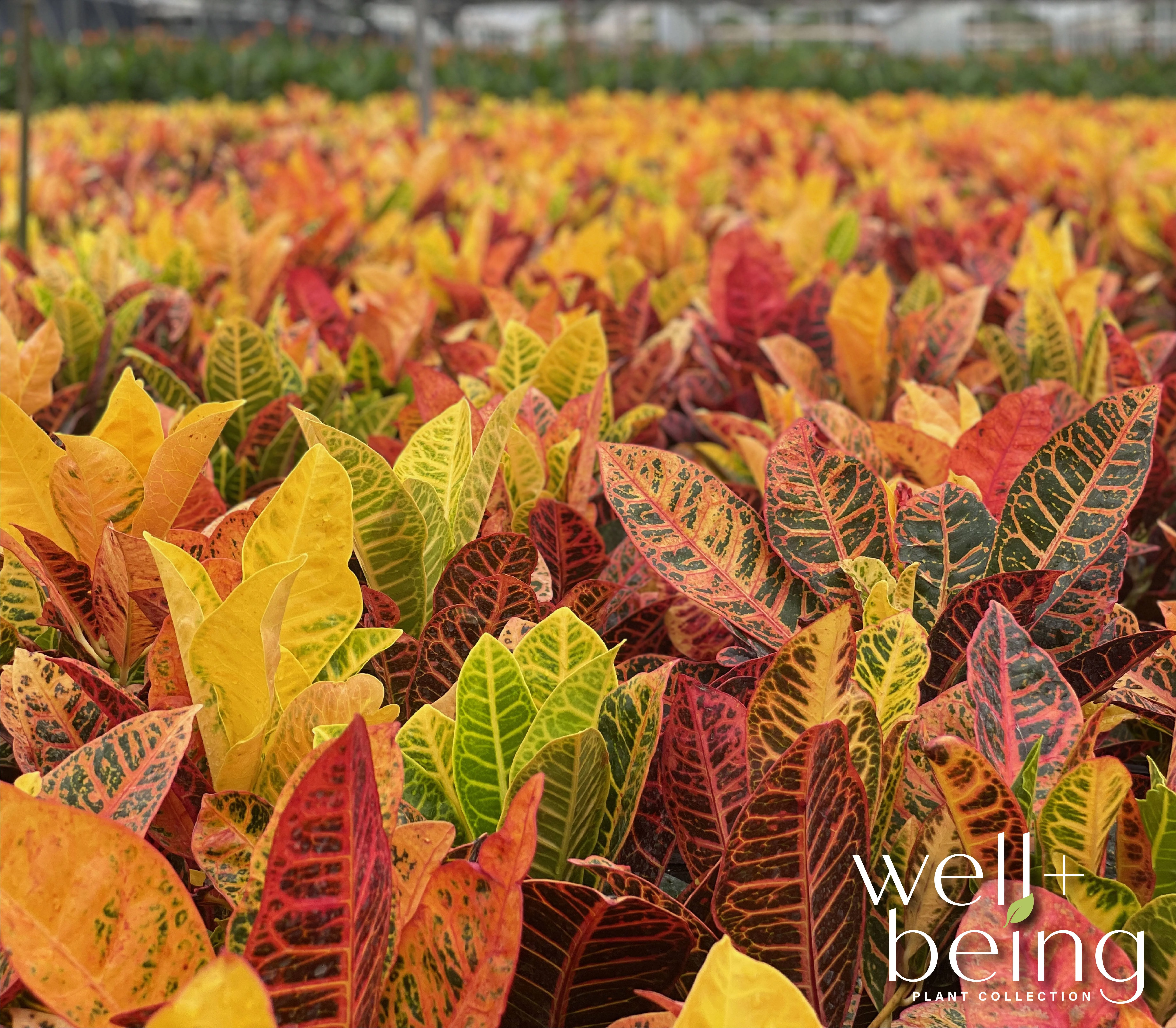 Nature's Way Farms Croton Petra Live Plant (25-30 in. Tall) in Growers Pot