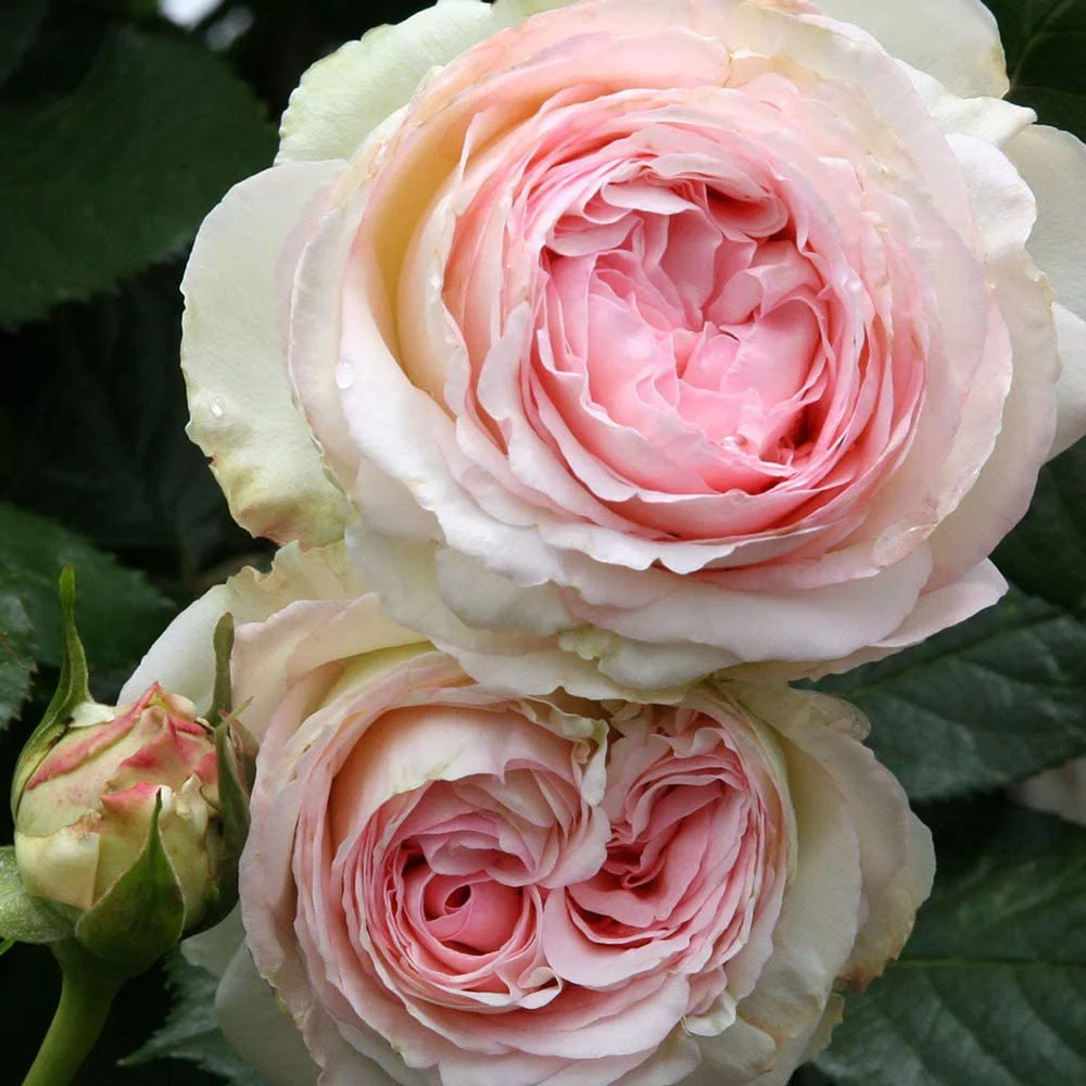 Eden Climber® Rose Plant - Climbing Pink Rose Bush, Own Root Rose Plants for Planting Outdoors