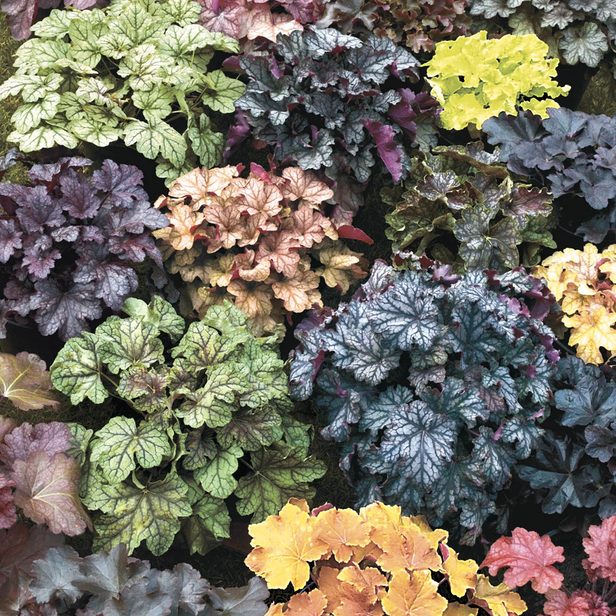 Mixed Colored Coral Bells (Heuchera), Dormant Bare Root Starter Perennial Plants (3-Pack)