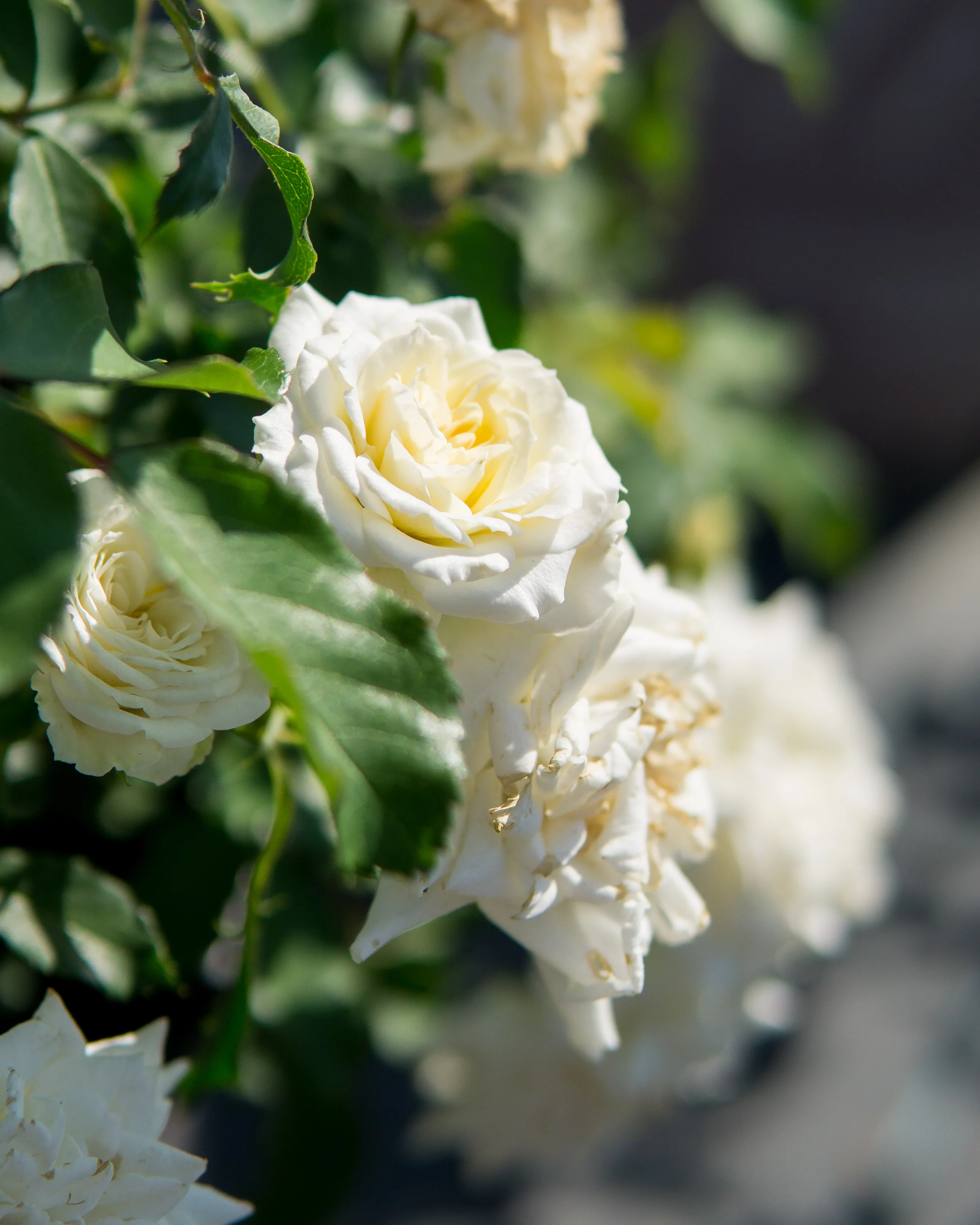 1 Gal. Popcorn Drift Rose Bush - Low Maintenance Roses - Drought Tolerant