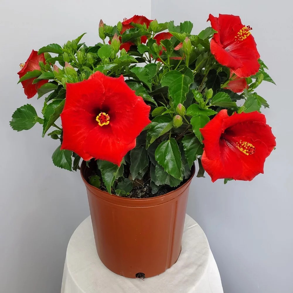 Tropical Plants of Florida 22