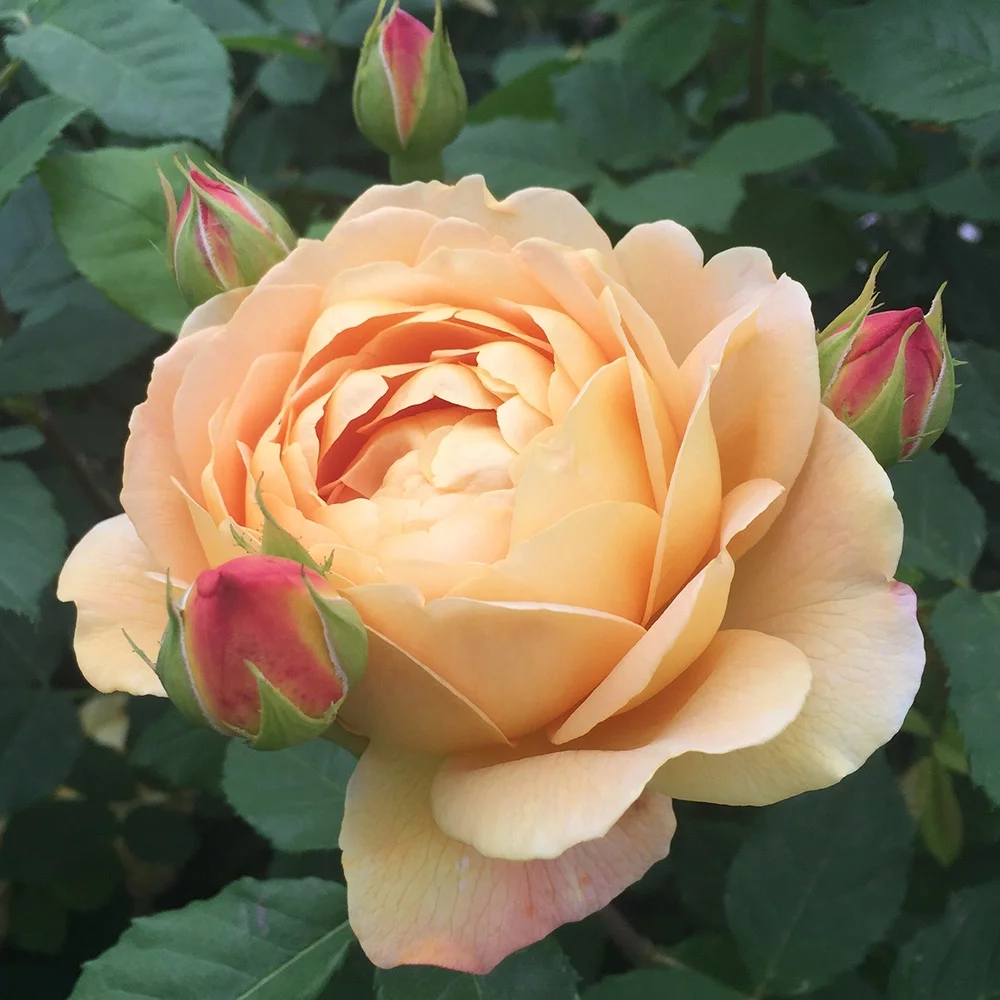 Heirloom Roses Rose Bush - The Golden Celebration® David Austin Plant , Live Fragrant Plants For Outdoors , Yellow Own Root Bushes For Planting , One Gallon Potted Outdoor Flower