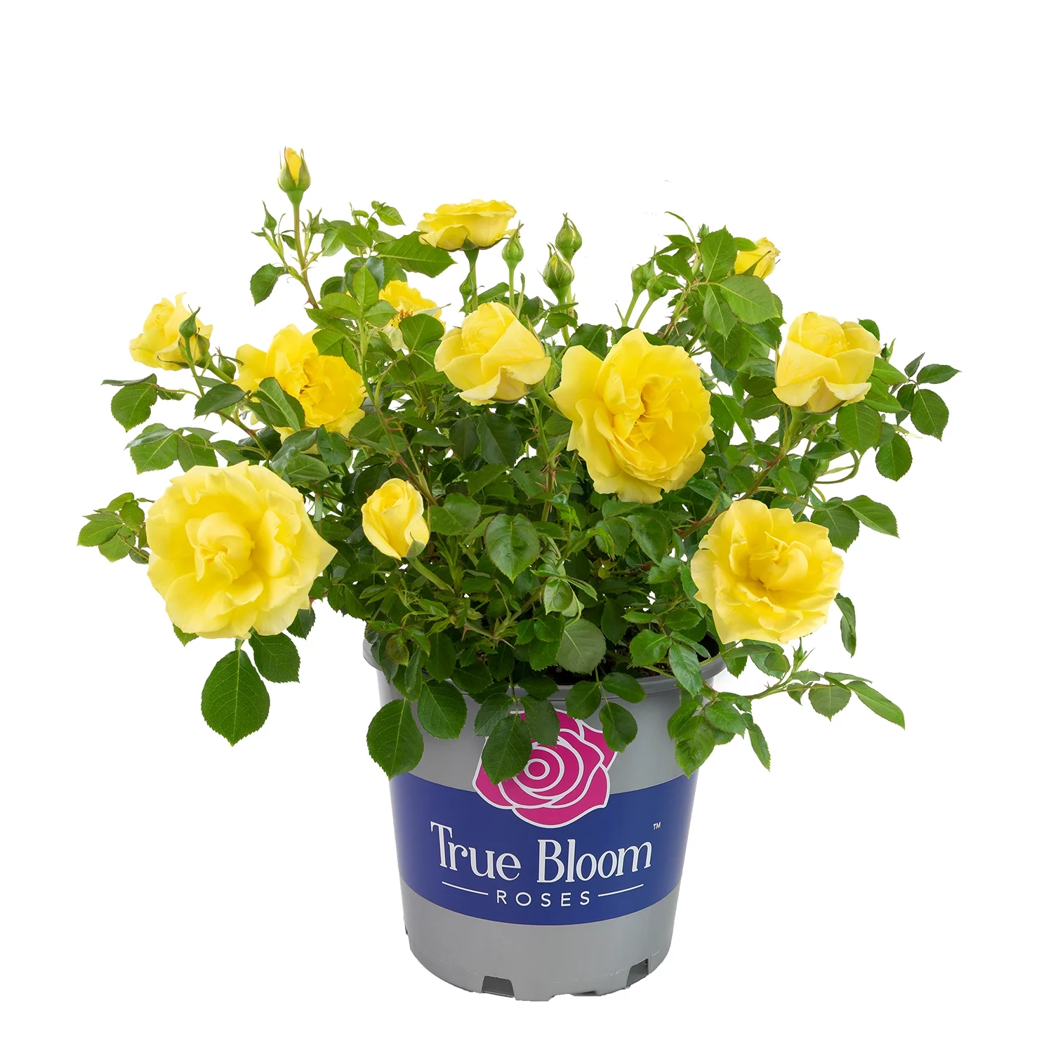 True Bloom by Altman Plants 8QT True Friendship Yellow Rose Live Plant