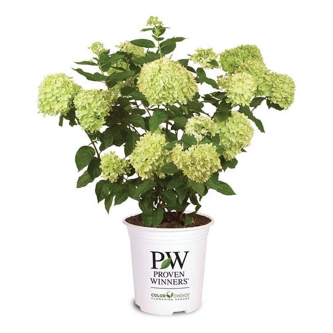 3 Gal. Little Lime Hydrangea - Clustered Blooms - Drought Tolerant