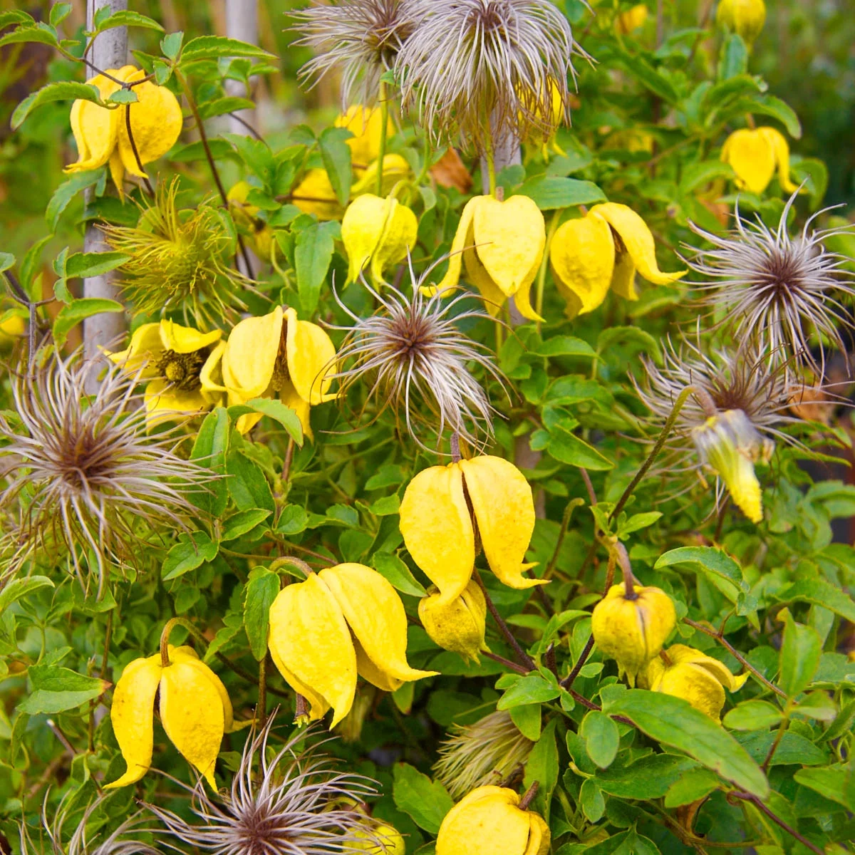 Little Lemons Clematis Vine, Bare Root Starter Perennial Plant (1-Pack)