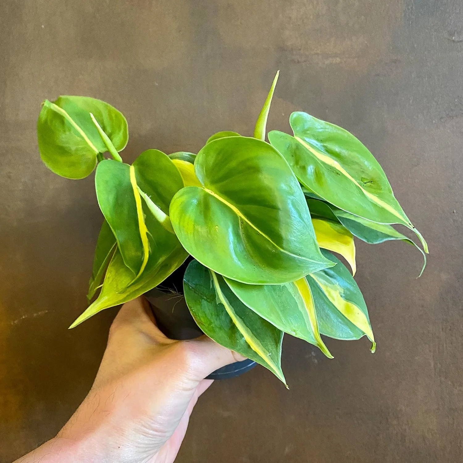 Brasil Philodendron - Live Plant in a 4 Inch Pot - Philodendron Erubescens - Extremely Rare and Beautiful Indoor Houseplant - A Rare Tropical Masterpiece