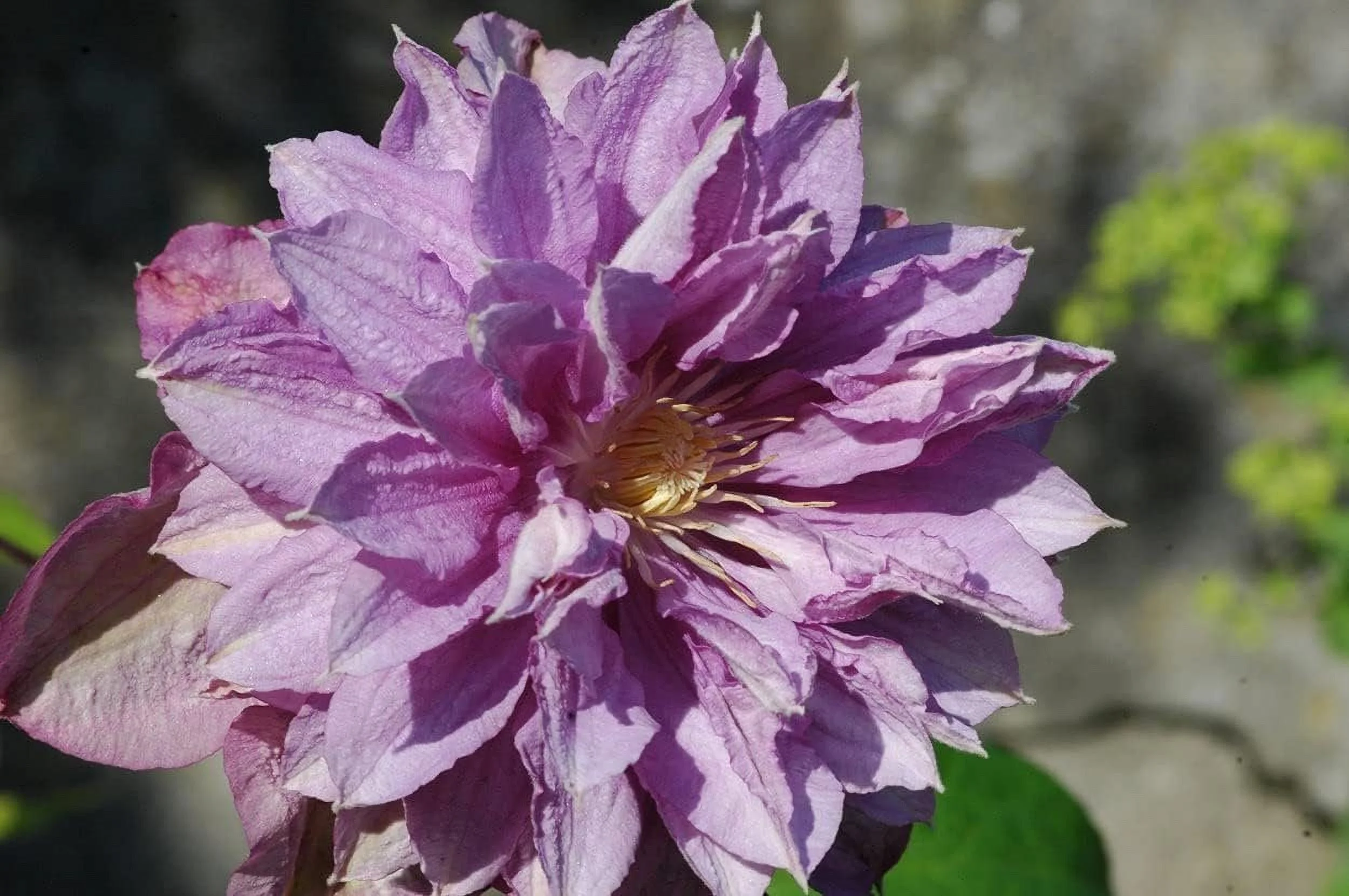 Clematis Proteus - 3 Live Plants in 4 Inch Growers Pots - Clematis 'Proteus ' - Starter Plants Ready for The Garden - Beautiful Lilac Flowering Vine