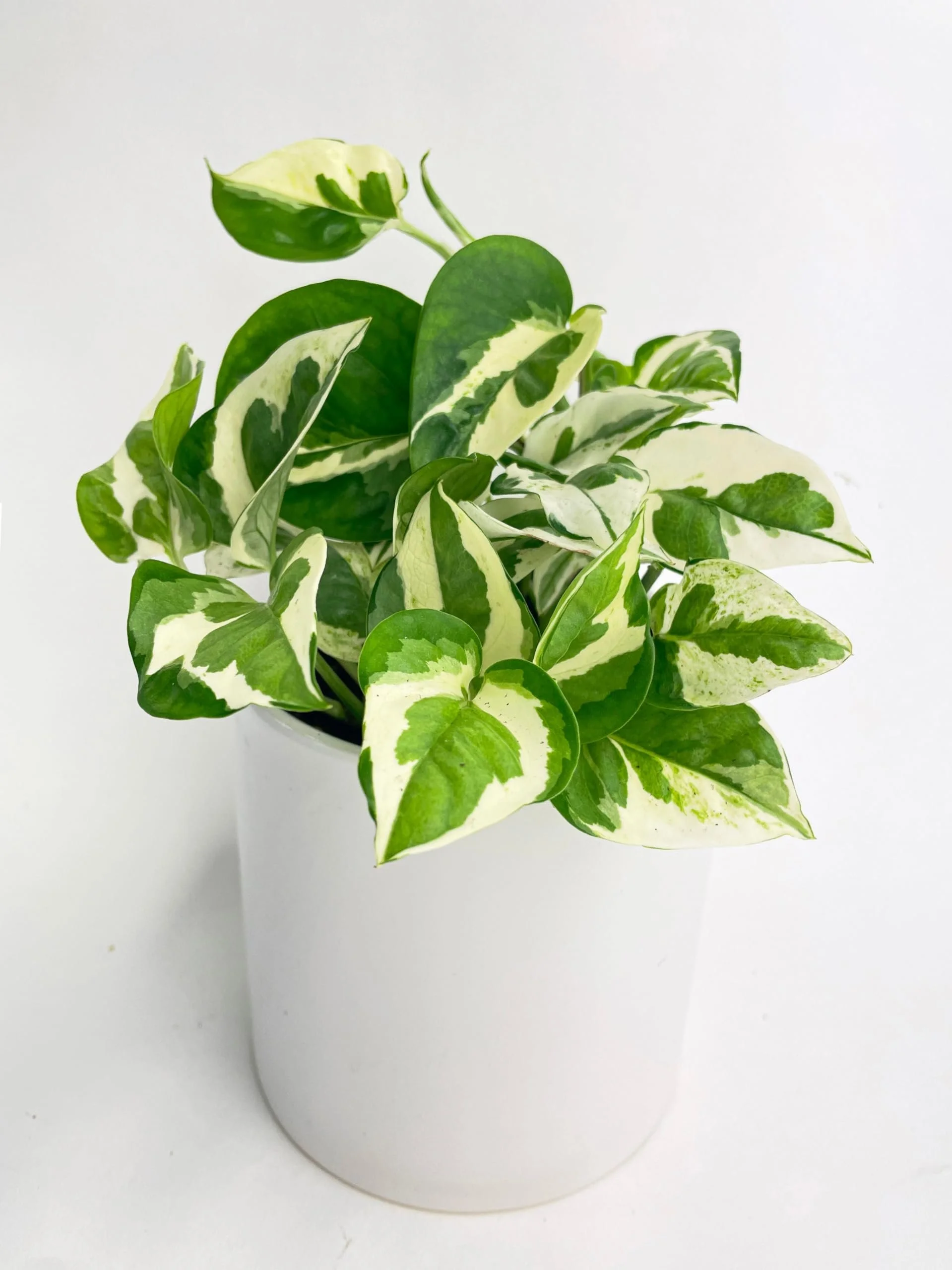 Pearls and Jade Pothos - Live Plant in a 4 Inch Pot - Epipremmum Aureum - Stunning Houseplant with Unique Foliage - The Perfect Air Purifying Houseplant Companion