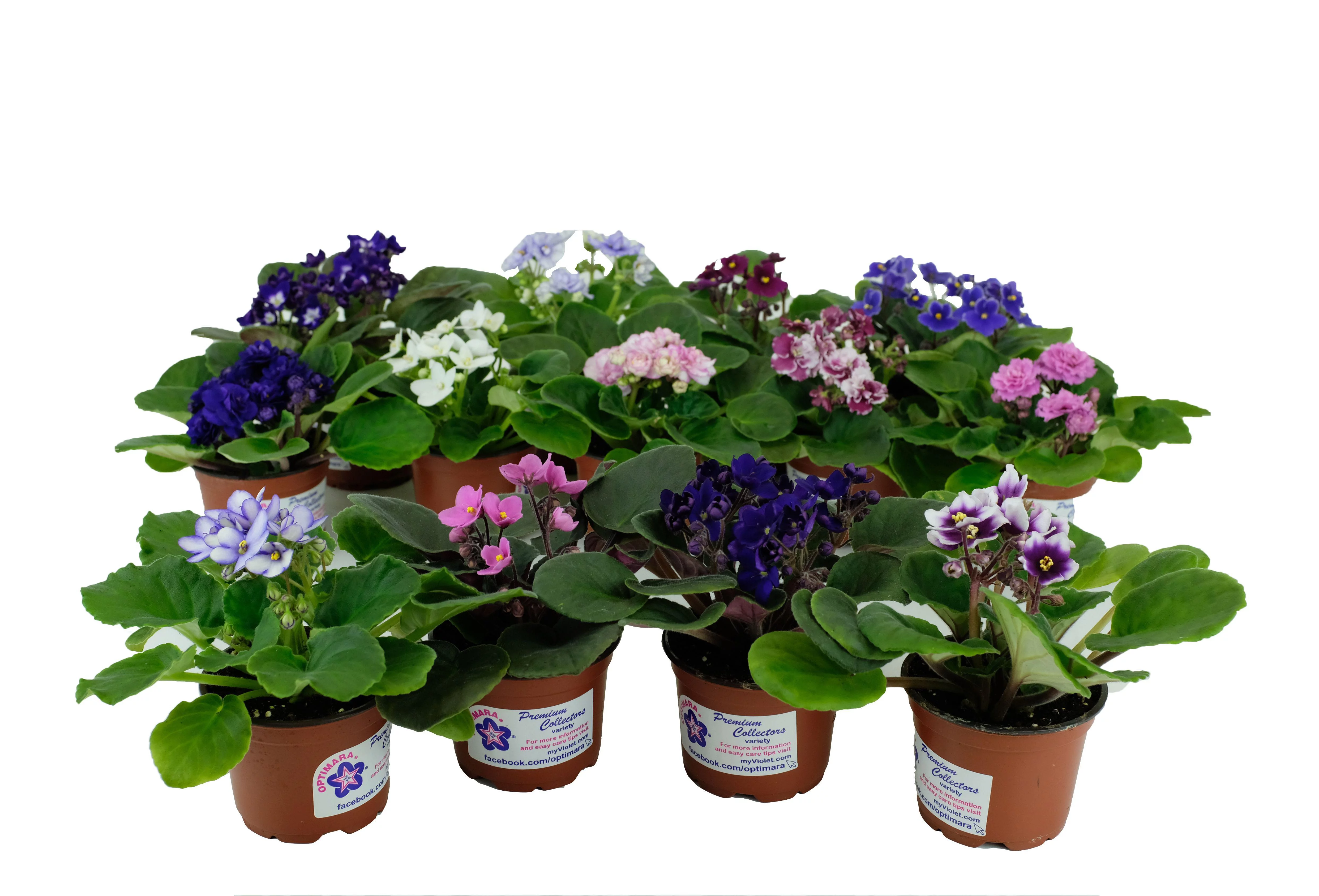 Optimara African Violet Variety Pack (4 Assorted Plants) (4