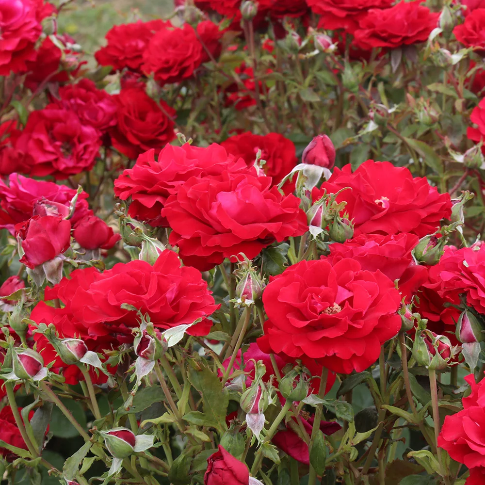 Heirloom Roses - Oh My!™ Floribunda Rose Bush