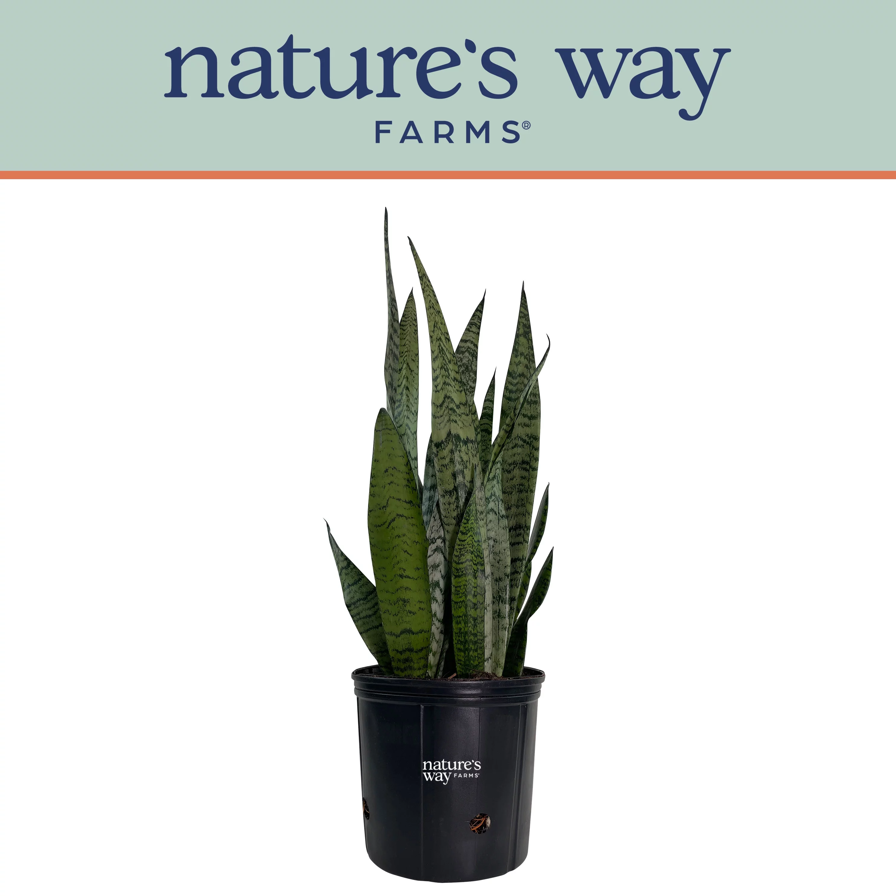 Nature's Way Farms Sansevieria Zeylanica Live Plant (25-30 inches tall) in growers pot