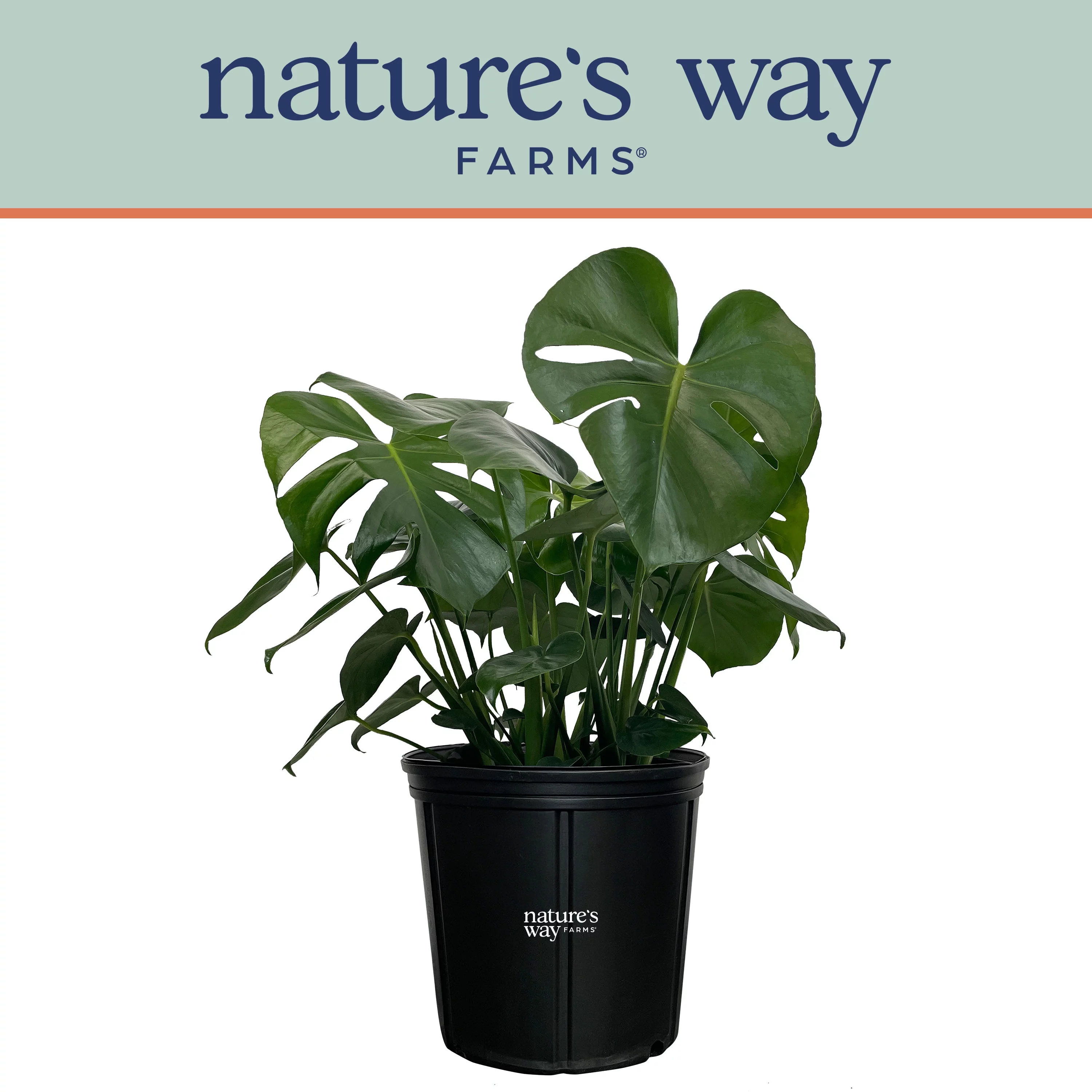 Nature's Way Farms Philodendron Monstera Live Plant (25-30 inches tall) in growers pot