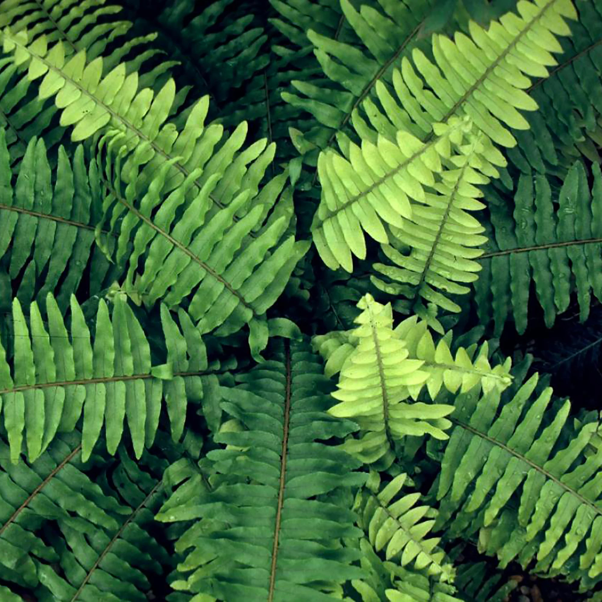 10 in Boston Fern Hanging Basket Live Plant