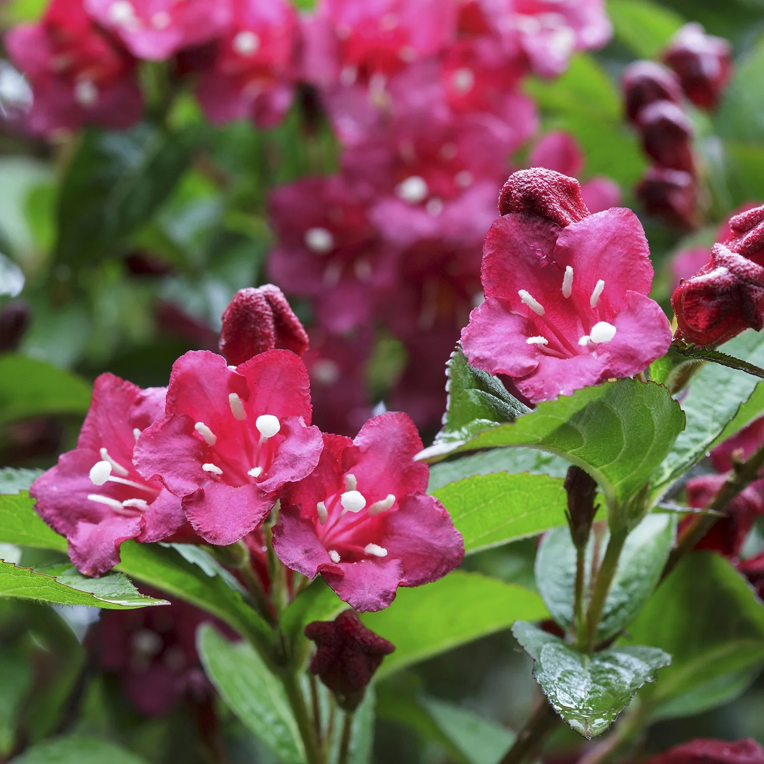 Red Prince Weigela Deciduous Flowering Shrub, in a 1 gallon pot