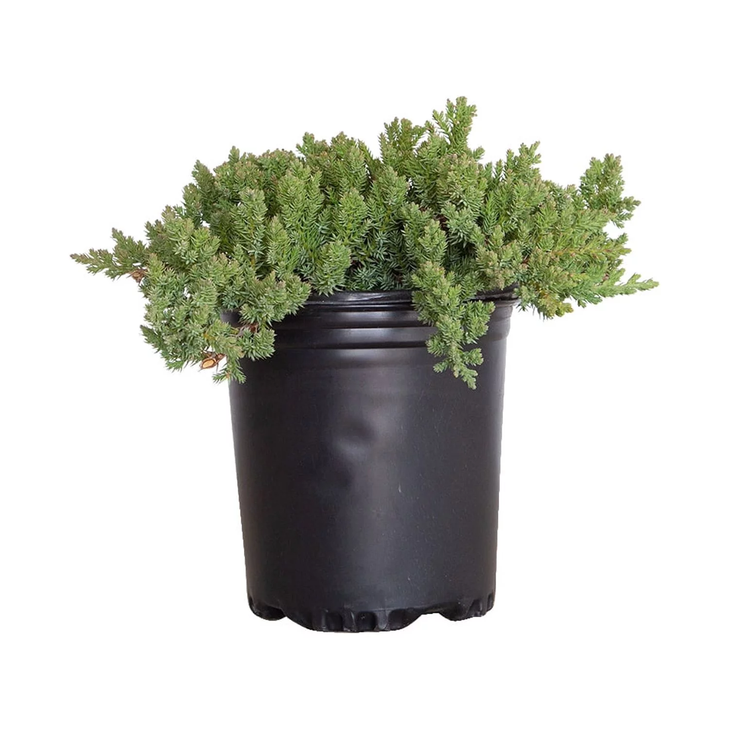 Procumbens Nana Juniper 2.5 Quart - Blue Green Low Growing Evergreen Groundcover Shrub - Full Sun