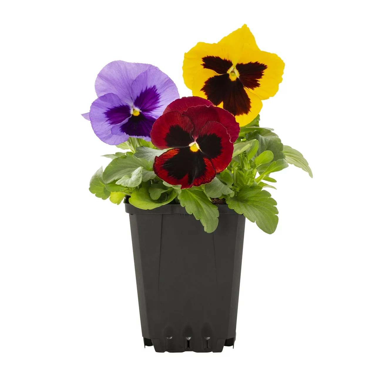 Expert Gardener PT Multicolor Blotch Mix Pansy Live Plant Grower Pot Sun (6 Pack)