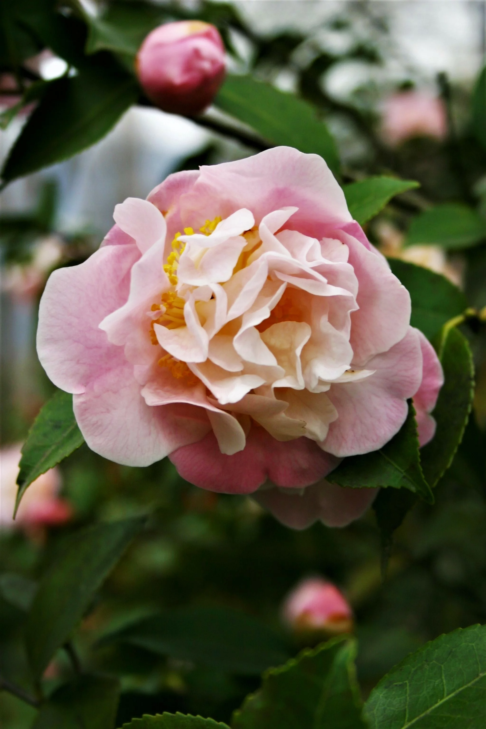 3 Gal. Camella High Fragrance - Fragrant Pink Flowers - Winter Bloom