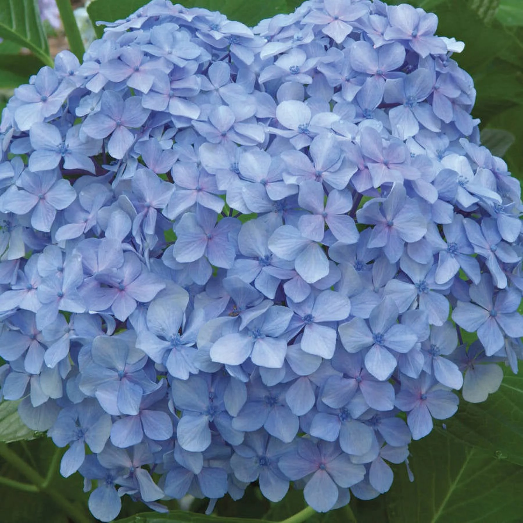 Big Daddy Hydrangea (3 Gallon) Flowering Deciduous Shrub with Large Pink or Blue Blooms - Part Sun to Shade Live Outdoor or Indoor Plant - Southern Living Plant Collection