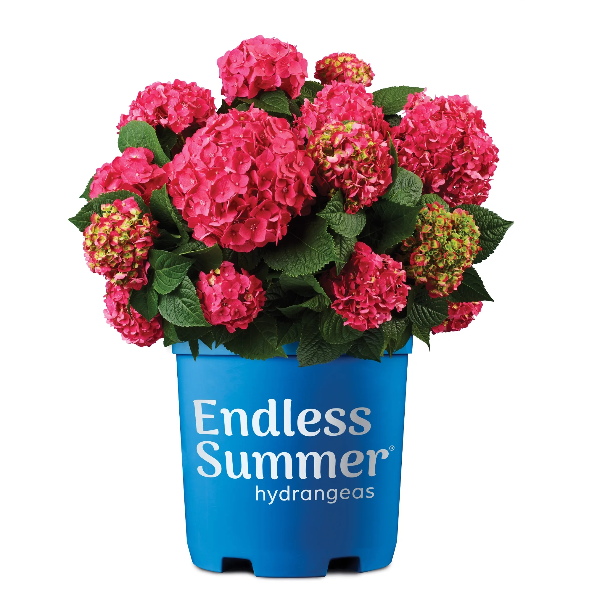 Endless Summer Summer Crush Hydrangea Live Shrub (1 Gallon)