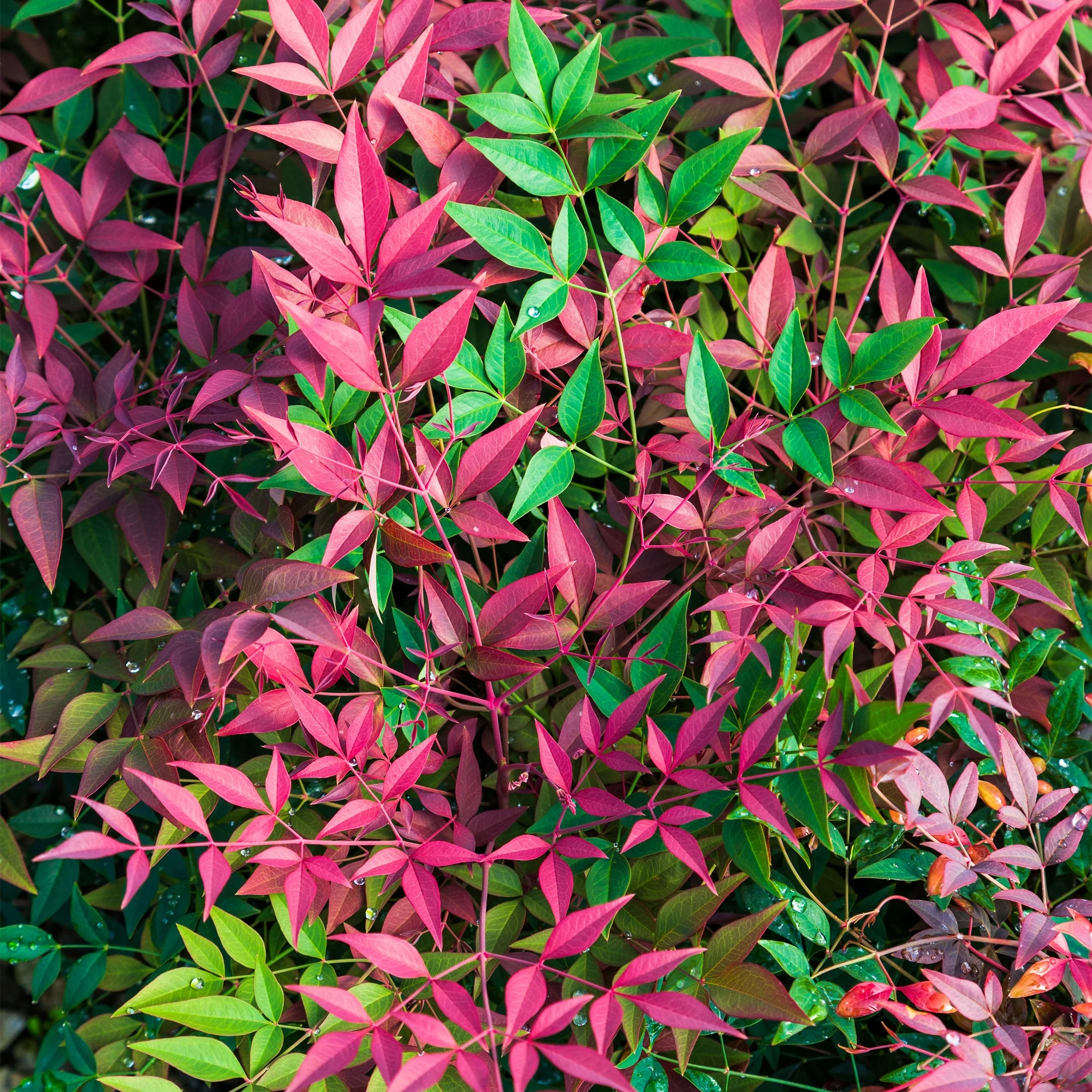 Southern Living Plant Collection Nandina Obsession Live Shrub (2 Gallon)