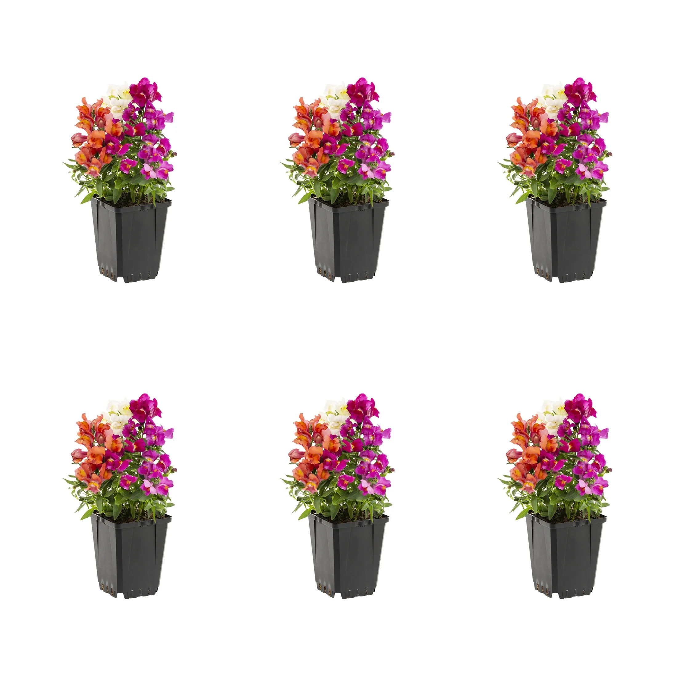 Expert Gardener PT Multicolor Mix Snapdragon Live Plant Grower Pot Sun (6 Pack)