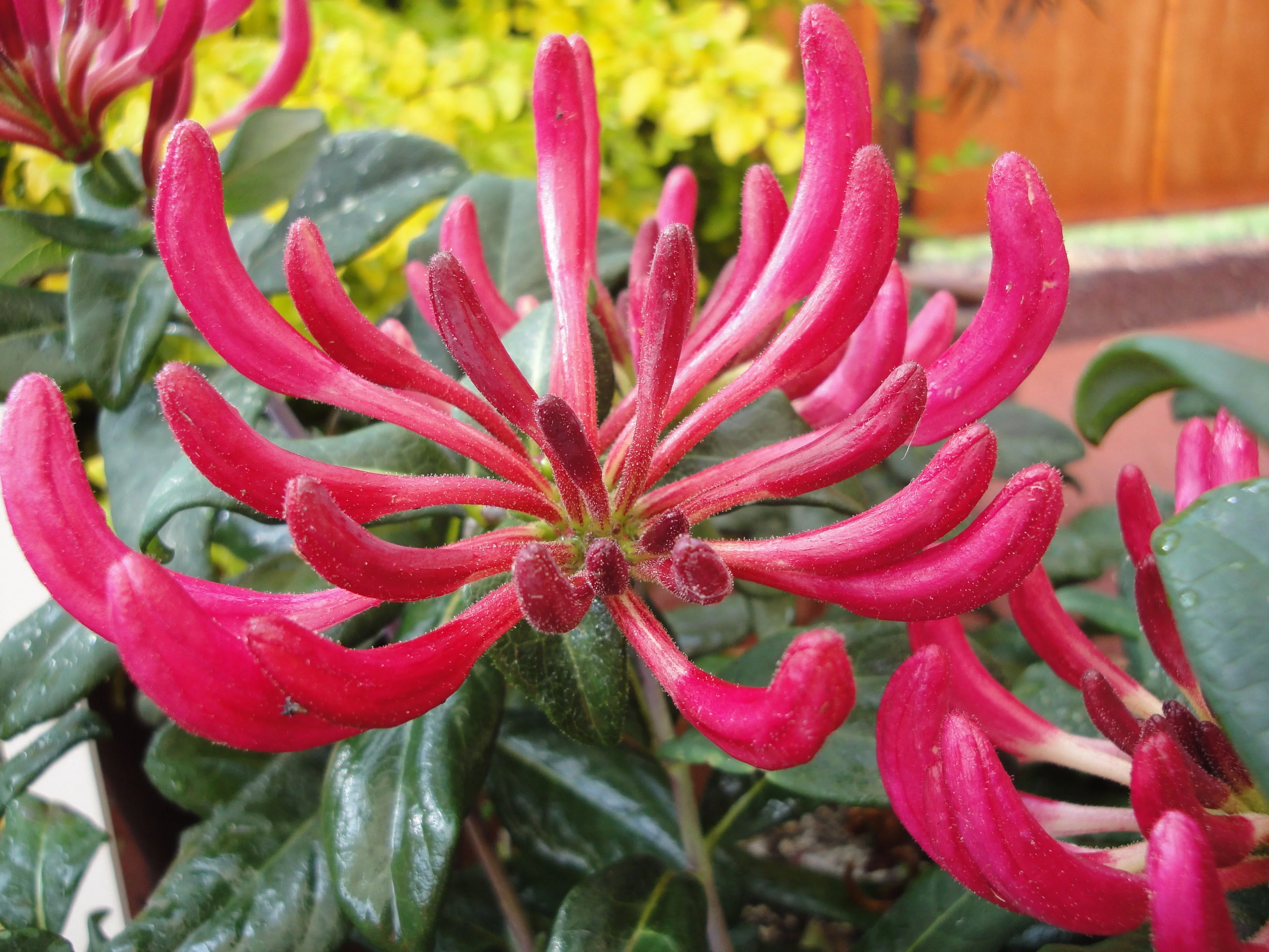 Bloomables® 2.25 gal Peaches and Cream ™ Honeysuckle Live Shrub with Full Sun - 1 Piece