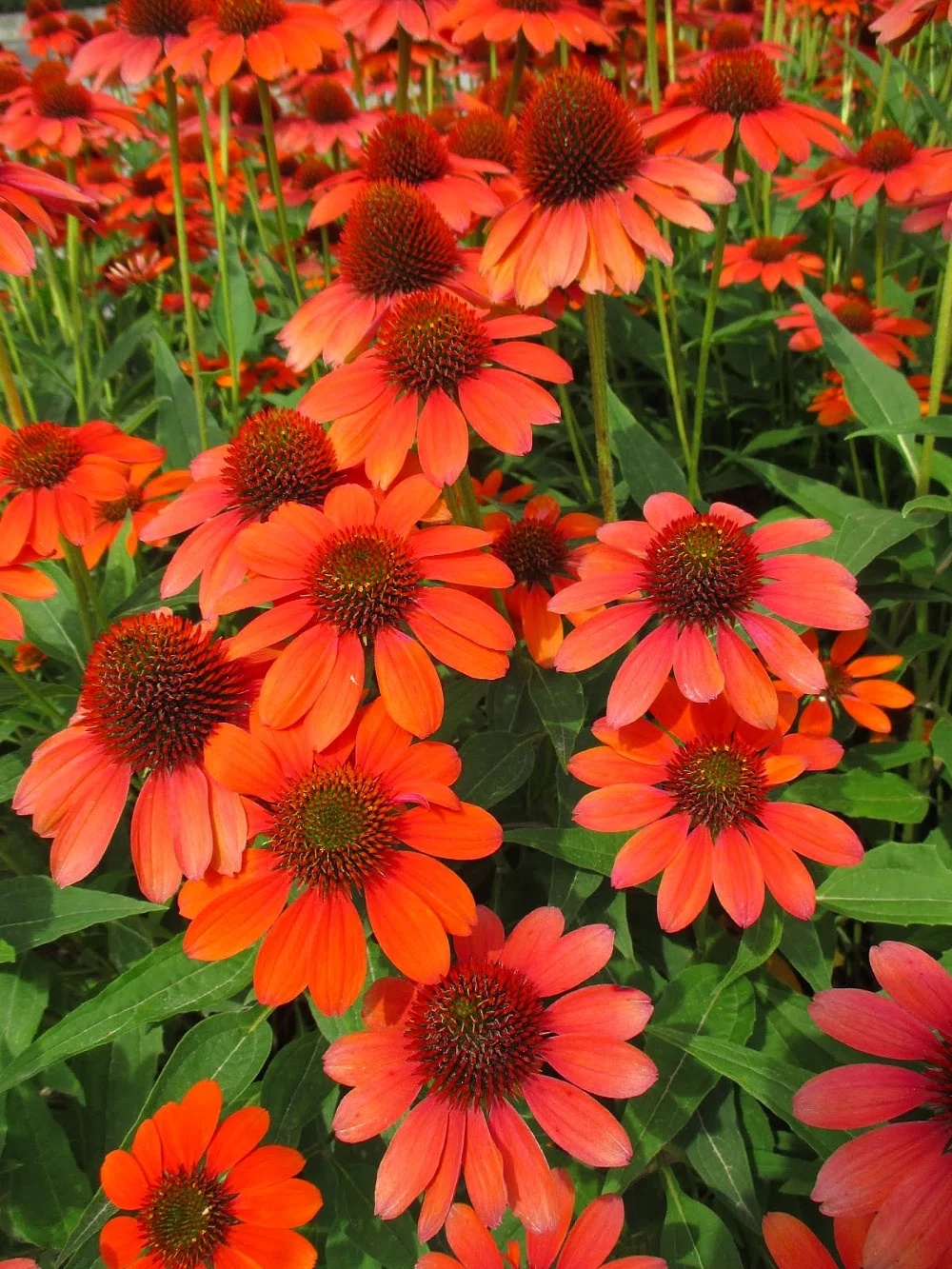 Sombrero® Adobe Orange Coneflower Perennial - Echinacea - Gallon Pot